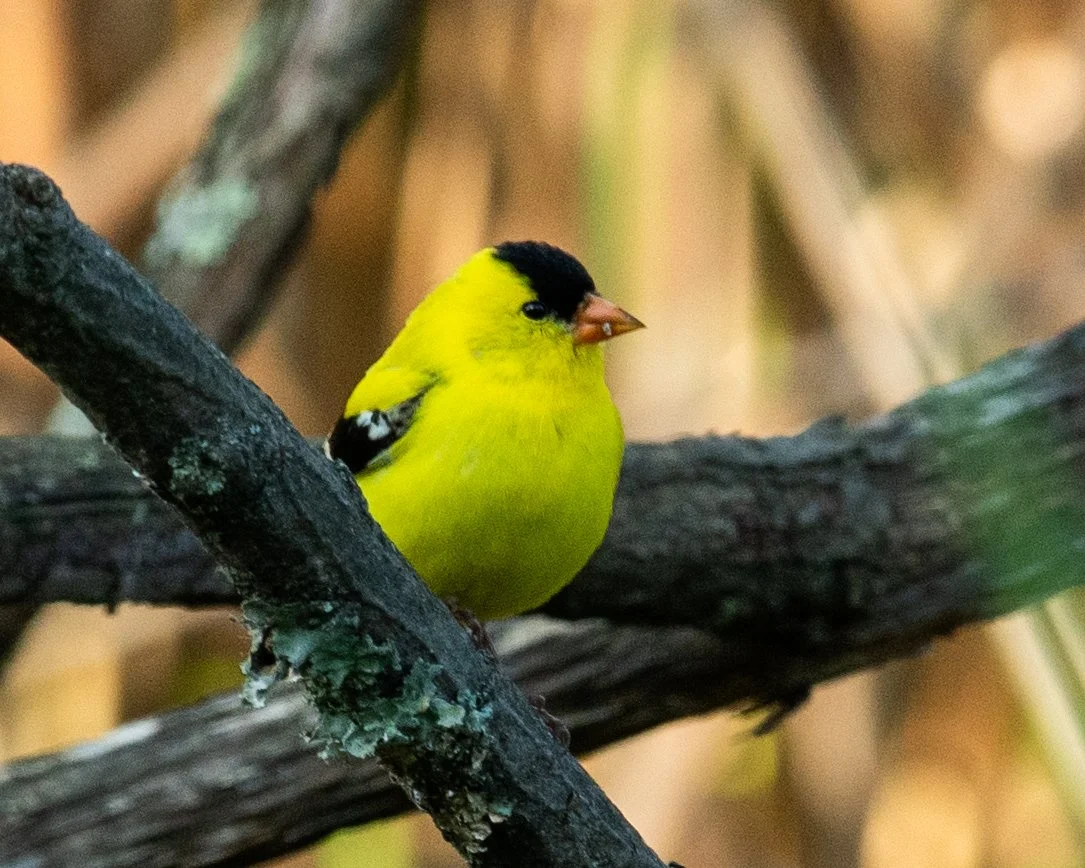 DSC_0663.jpg