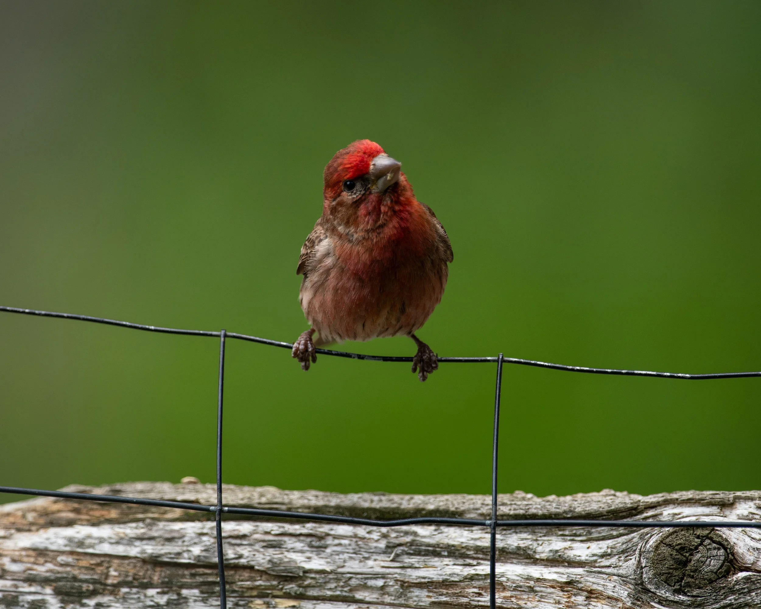 DSC_9990.jpg