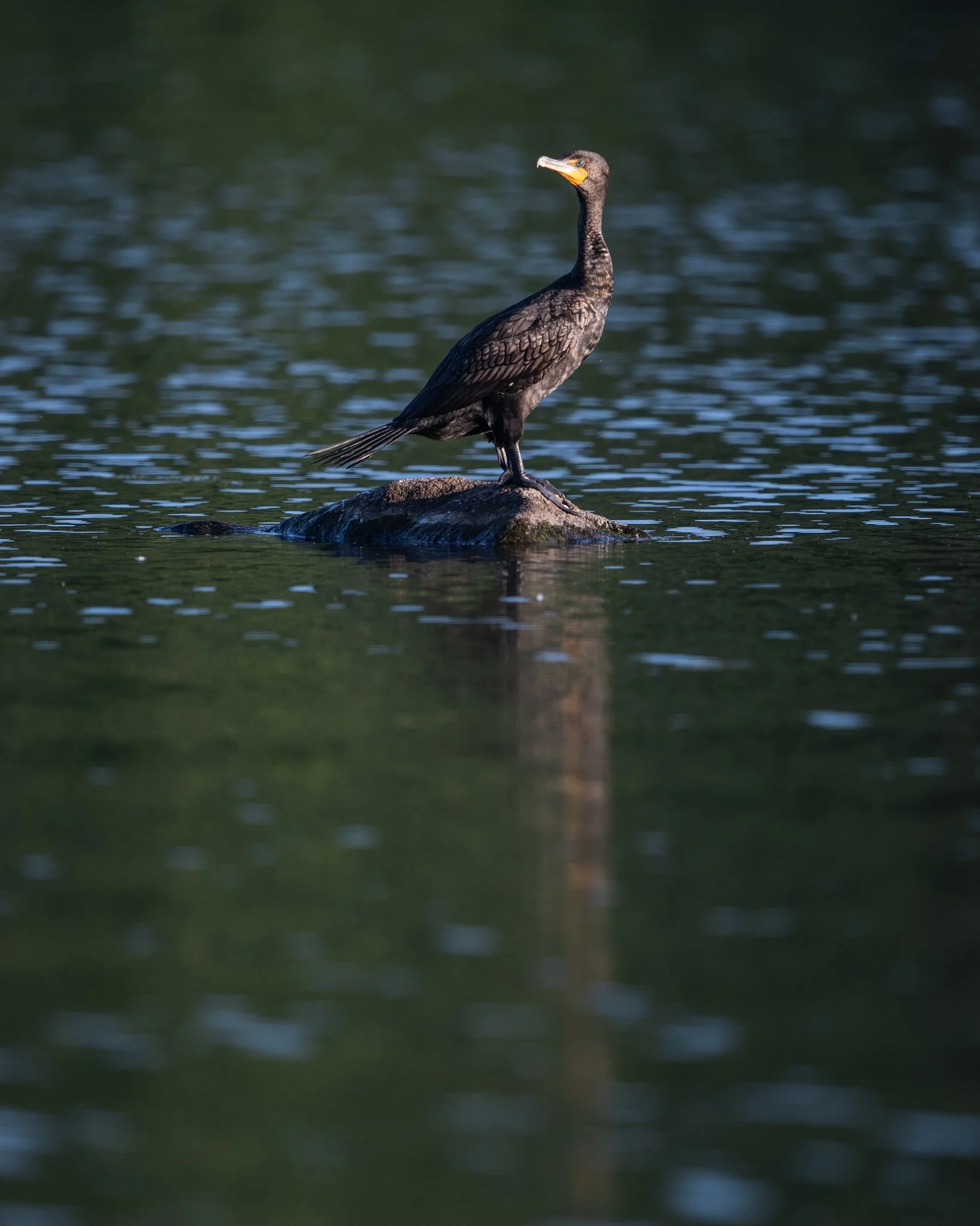DSC_1264.jpg