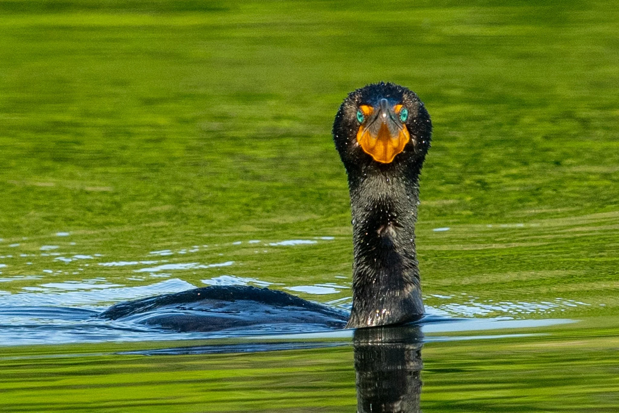 DSC_1096.jpg