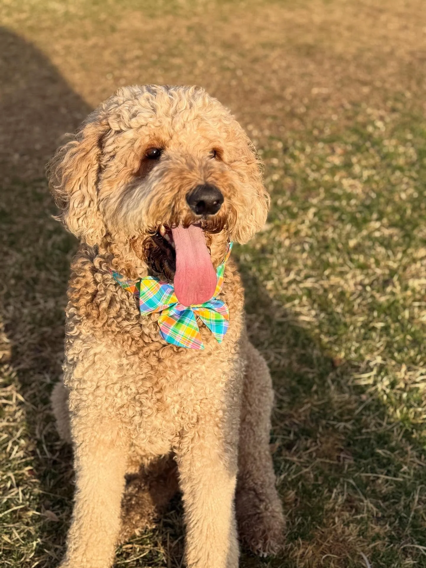Spent the morning at Zilker celebrating my bestest boy&rsquo;s 5th birthday. He&rsquo;s got on his most flamboyant bowtie, channeling his Oasis-era Bad Bunny swag, ready for this evening!

Willa said hey take a photo of me too.

Who wore it better?