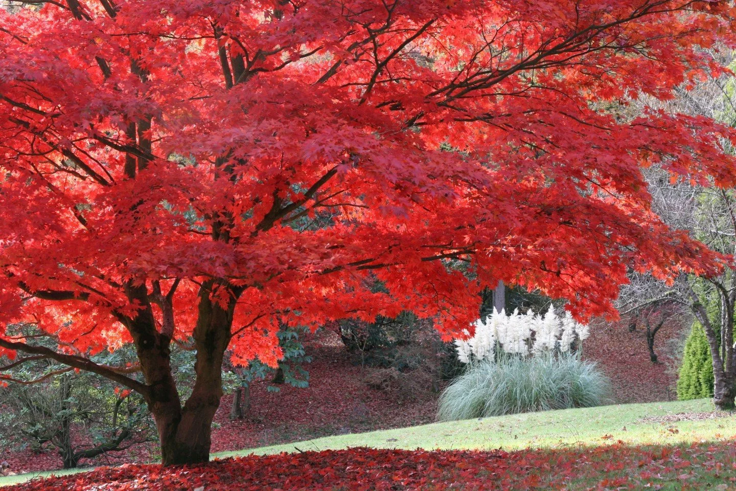 High Beeches Woodland and Water Garden | West Sussex