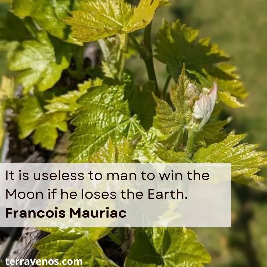 Tripped on this quote while researching Grenache Blanc. Courtesy of @domainedelajanasse in the Southern Rh&ocirc;ne

Fran&ccedil;ois Mauriac was a French novelist, dramatist, critic, and poet. Nobel Prize for literature. #truth

.
.
.
#winequotes #wi