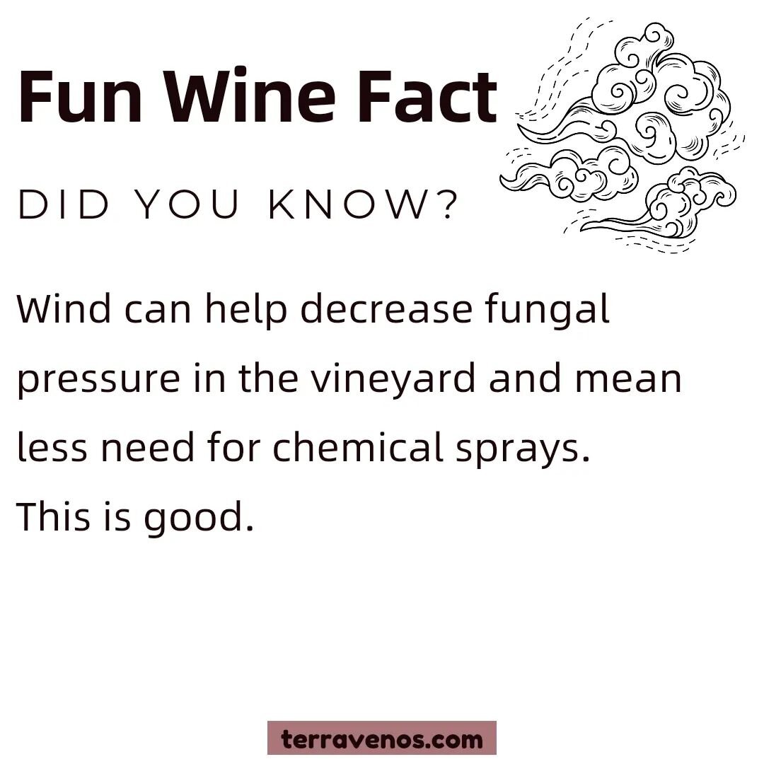 👇Tag a friend who loves windy wines!

We have our coastal breeze in the Santa Lucia Highlands. What's your wine wind?
.
.
.
#vineyard #vineyardlife #sustainablewine #organicviticulture #windinthevineyard #ecofriendlygrapes #greenviticulture #winefac
