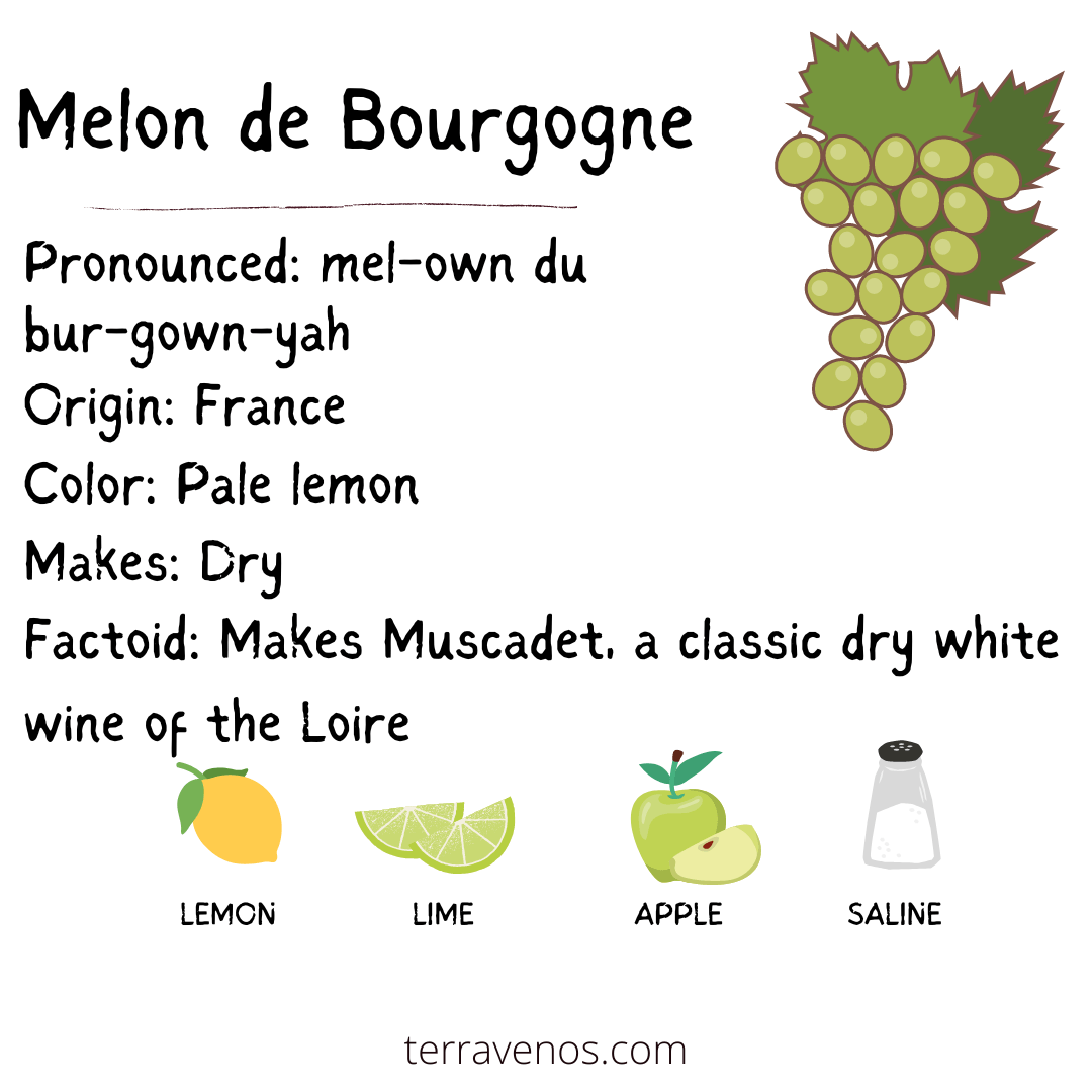 Muscadet Wines — tèr·ra·ve·nos