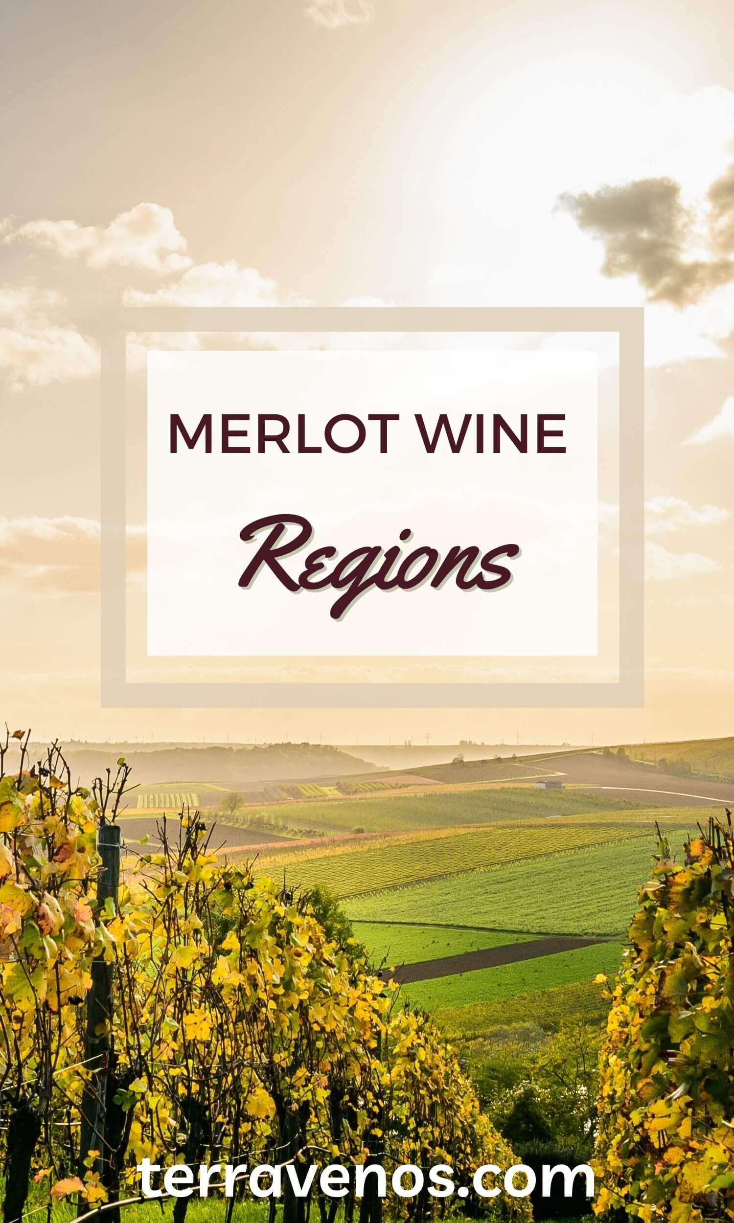 Merlot Wine Regions: Why It’s So Darn Delicious