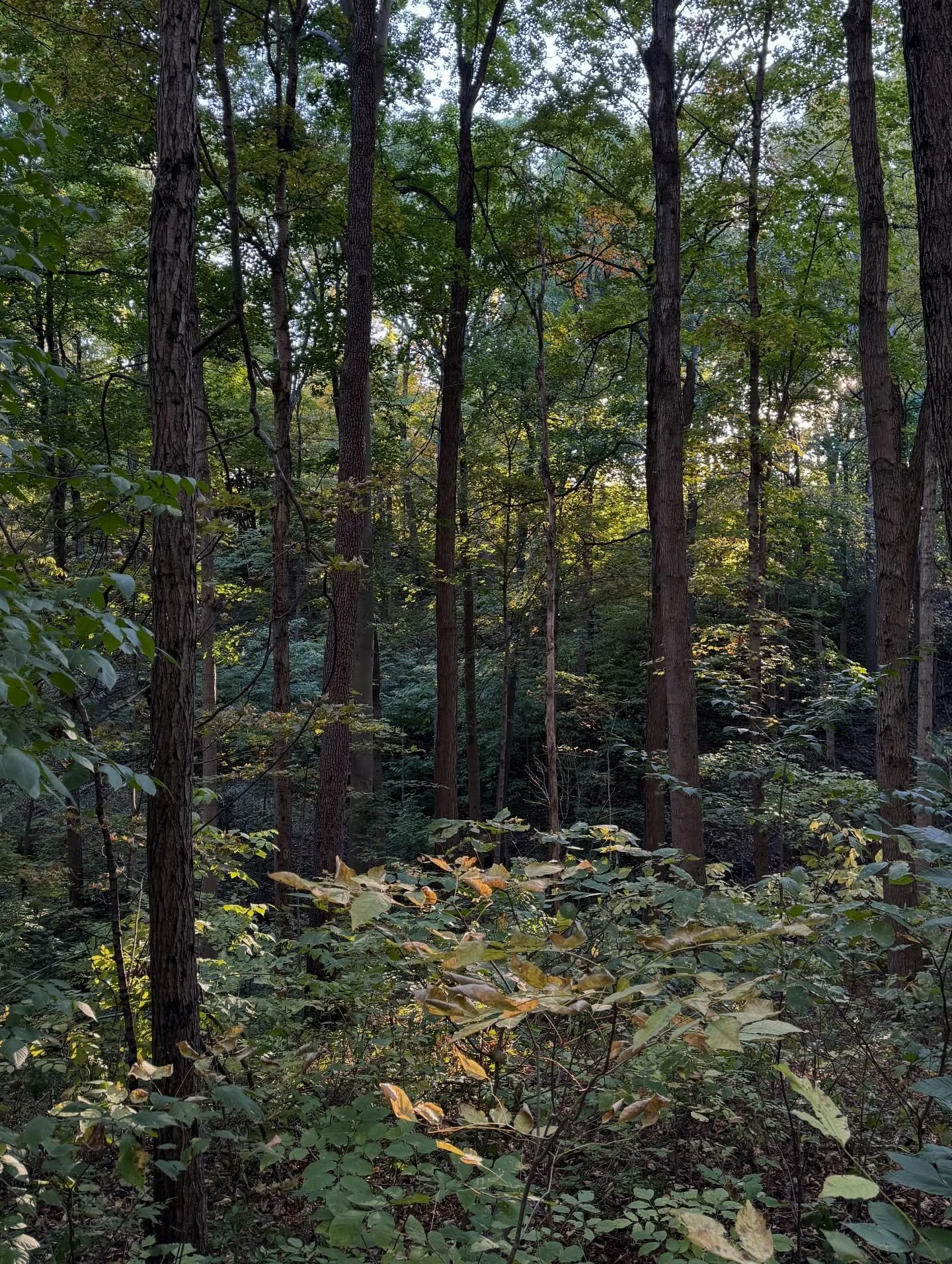 Need some nature in your life? Join me in less than two weeks for a forest bathing session at @connerprairie on Oct. 9! 10am. Link for tickets in bio! #forestbathing🌲🌲🌲 #forestbathing #indianapolis #indyforestbathing #indyforest #indythingstodo
