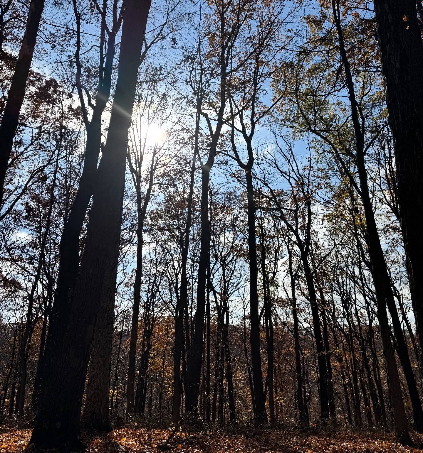 Spent the weekend in Brown County with a dear friend. Most of the leaves were down but still so much beauty to see and the weather was grand! A much needed retreat. 🍁🍂

#browncounty #autumn #forestwalk #forestbathing