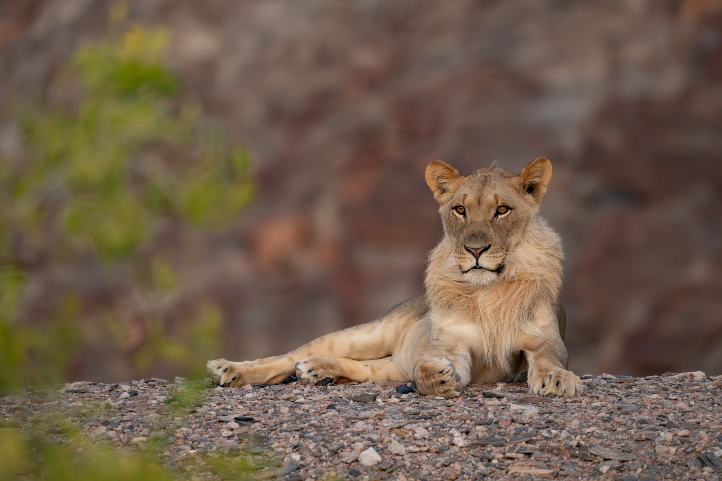 Desert-adapted lion (Panthera leo), Hoanib, Namibia