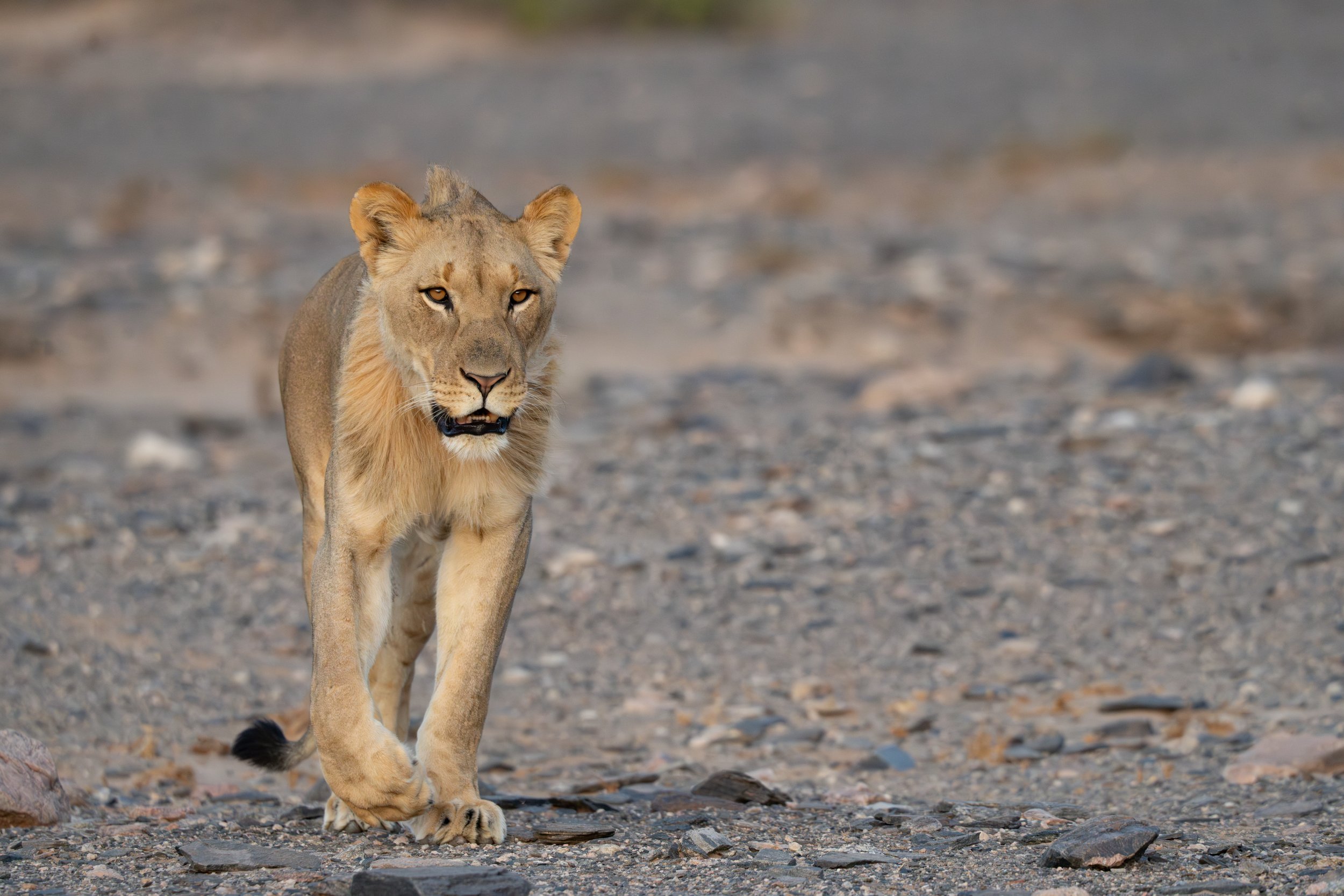 Desert-adapted lion (Panthera leo), Hoanib, Namibia