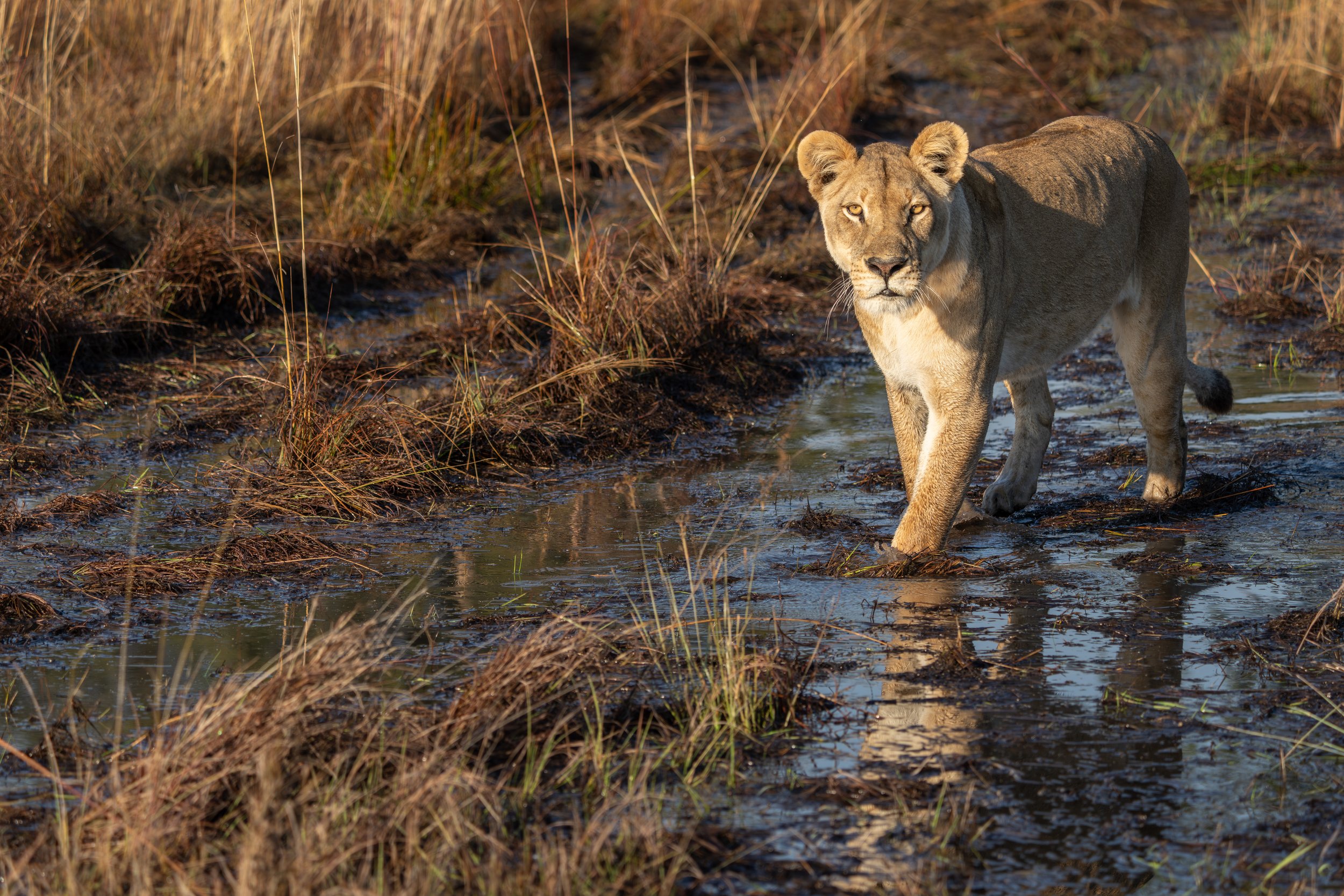 African lion (Panthera leo)