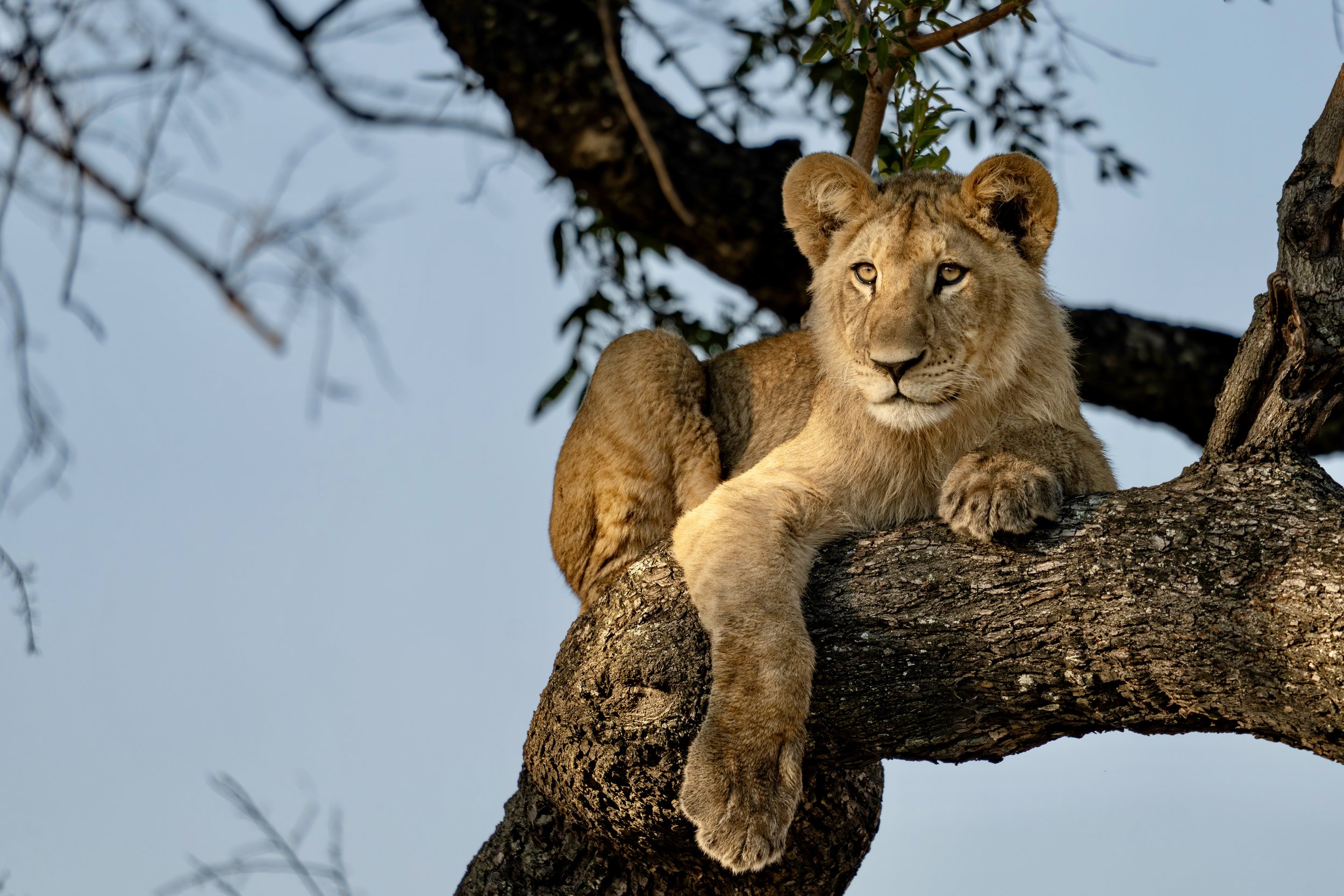 African lion (Panthera leo) cub, Vumbura, Botswana