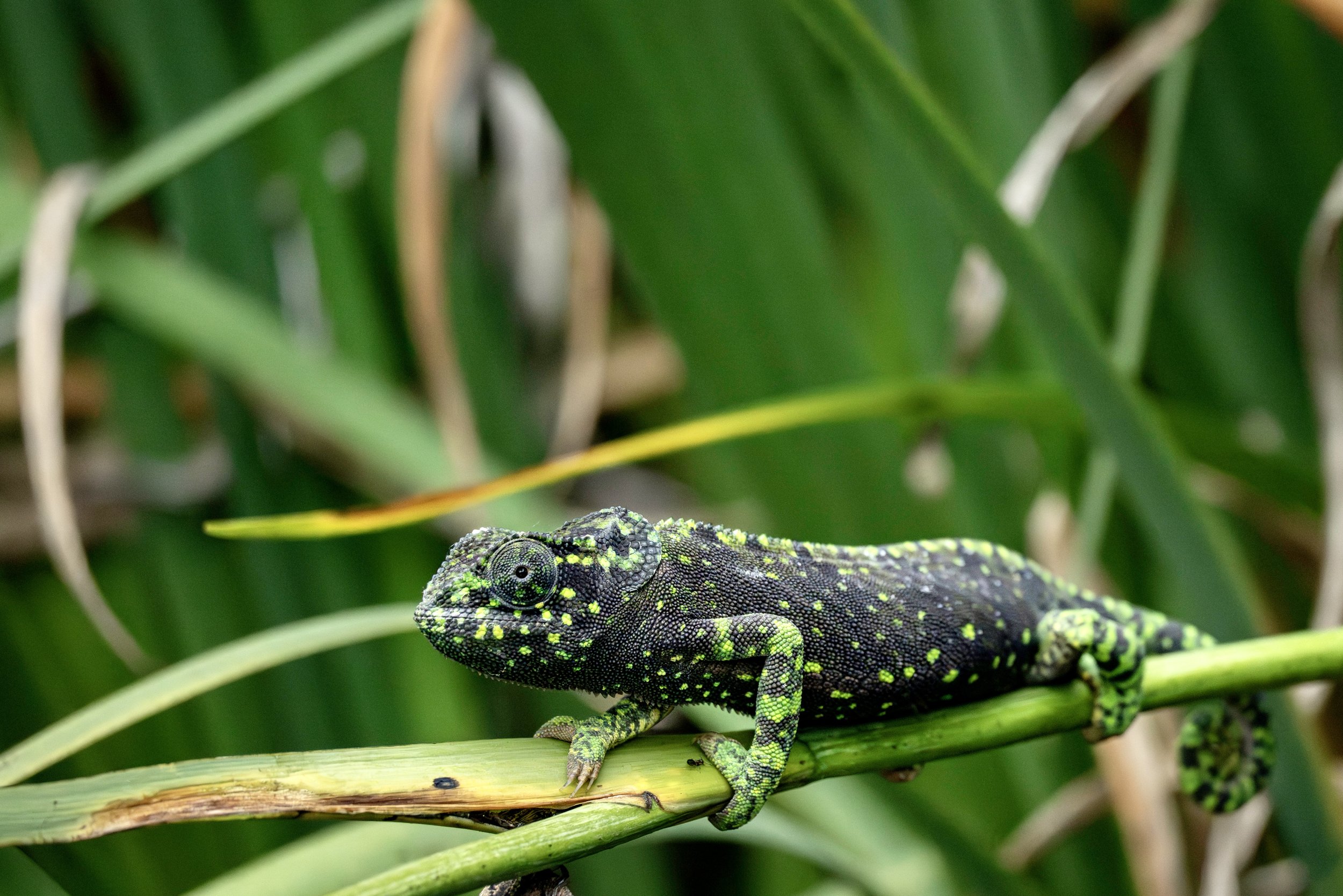 Flap-necked chameleon (Chamaeleo dilepis), Zimbabwe