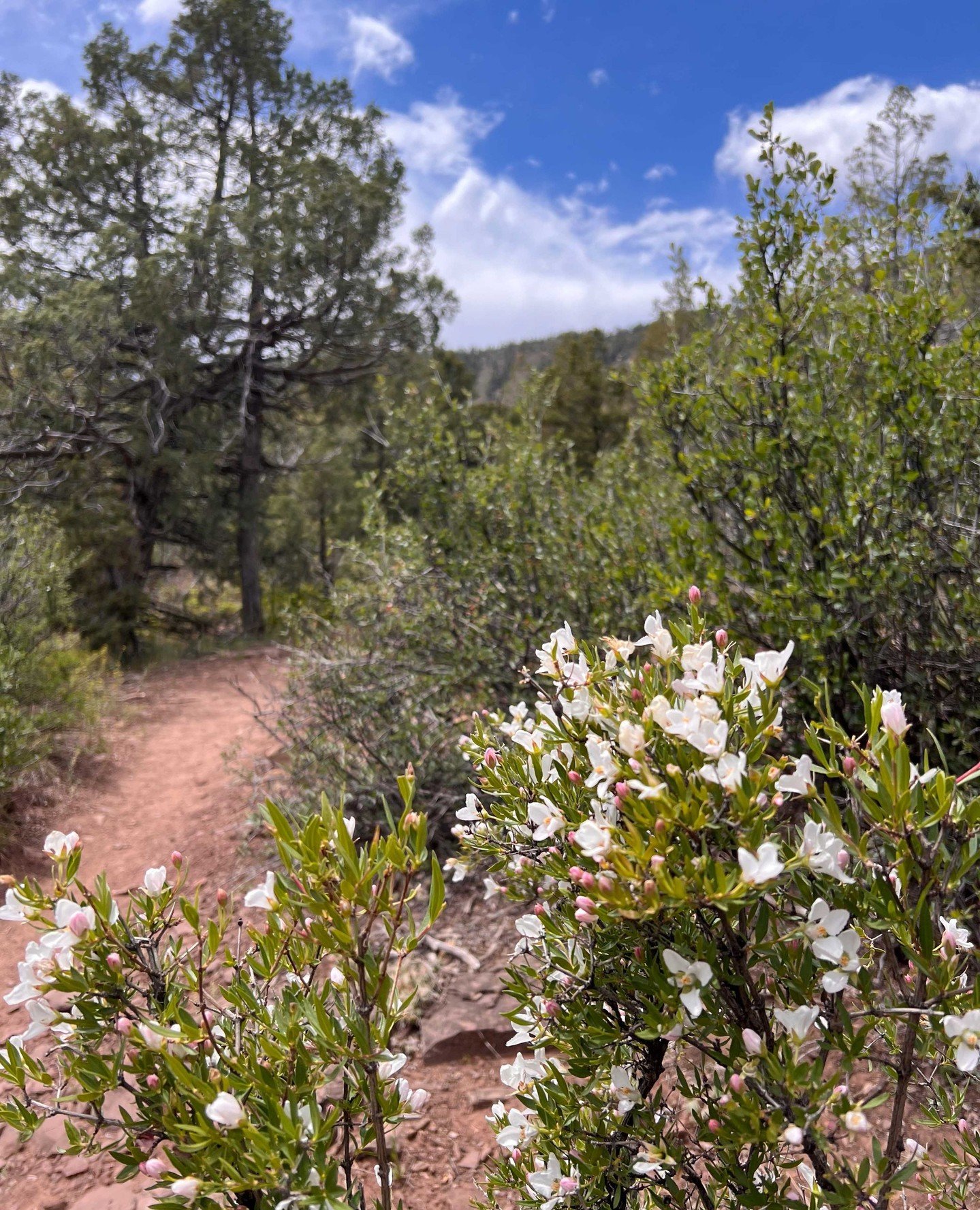 It's gonna be a hot one in Durango this week with Summer in full swing. After your hike around Hidden Valley or Animas Mountain, grab some cool coffee drinks from @81301coffee . We recommend getting some food to go from Zia's or Sage. Ten minutes lat