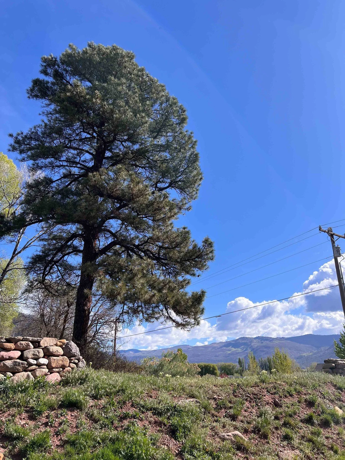 Tidied up around Durango Valley View for our summer guests. Hit the Animas river trail for a segment of our modified valley loop - this time we cut it off at Trimble Lane. James Ranch was a great spot for a late lunch. Their regenerative farm and bou