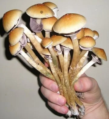 Magic Mushrooms 'Could Treat Depression'