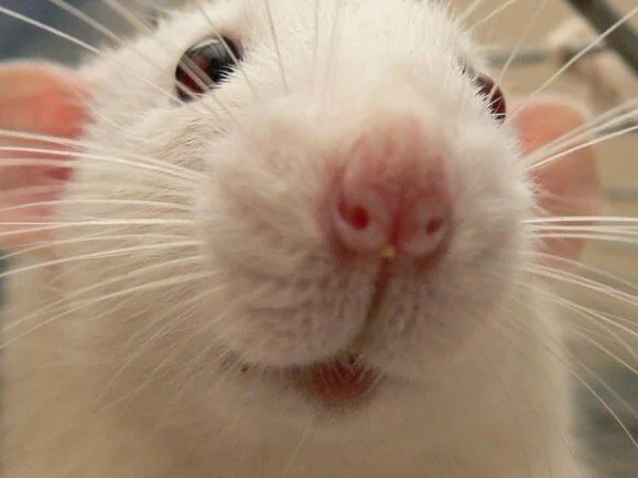 Clearing pathways to restore Alzheimer's memory loss