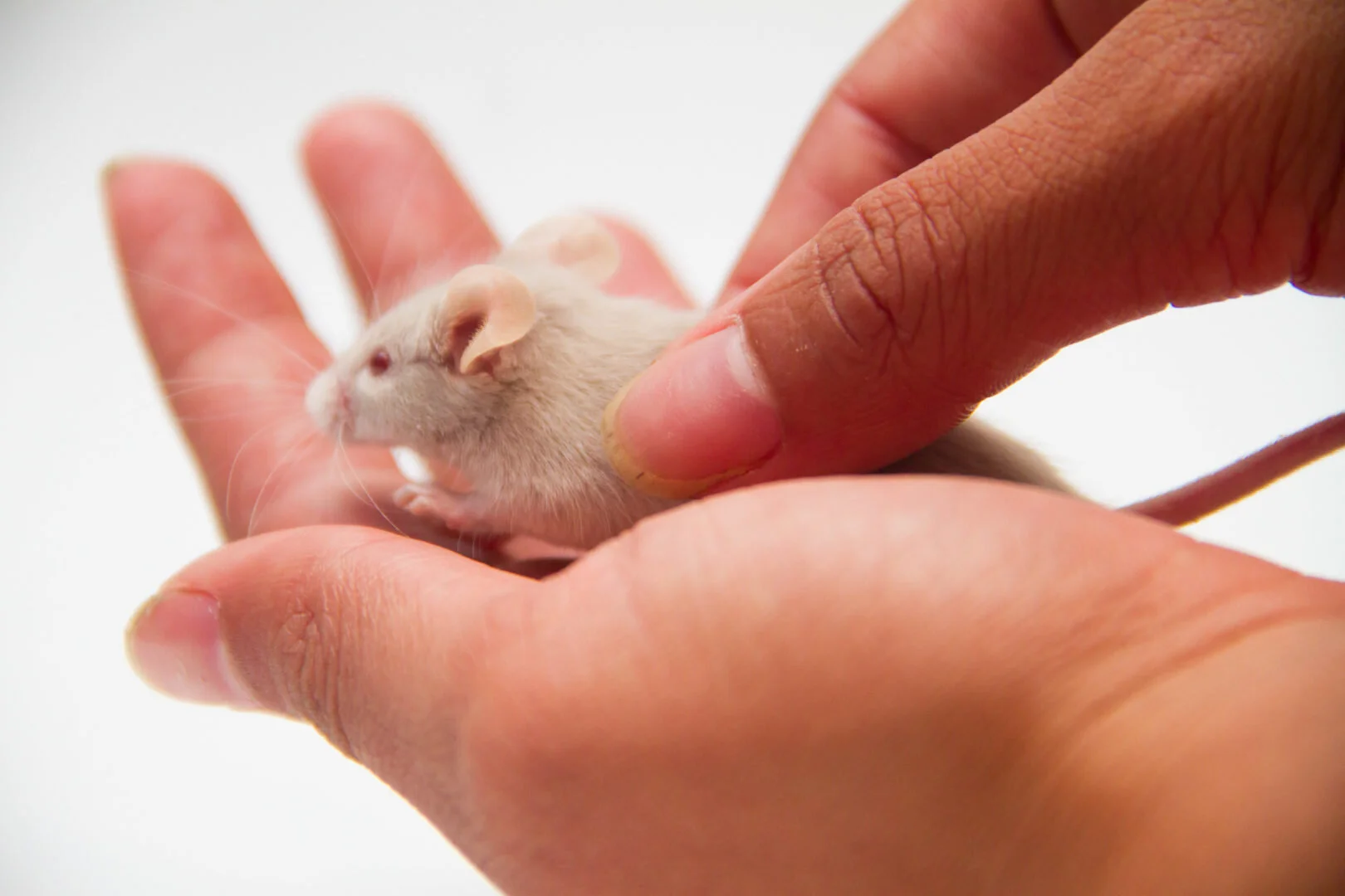 No Girl Mice Allowed!