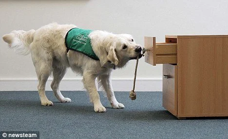 Guide Dogs for the Mind: Retrievers Trained to Help Dementia Sufferers  