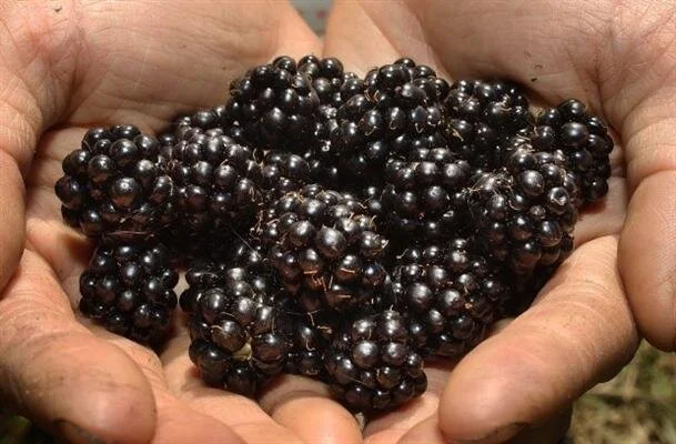 Fighting Alzheimer’s Starts in the Kitchen