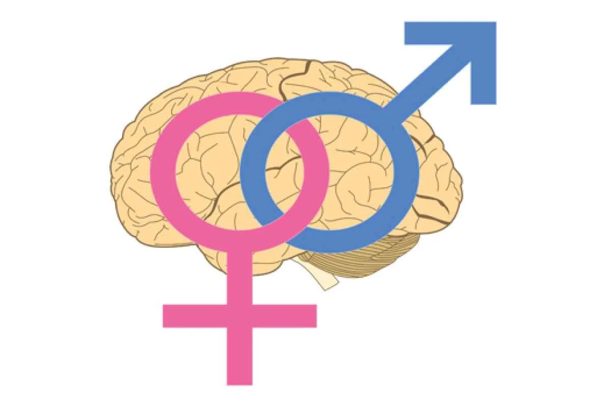 Women’s brains age faster than men’s