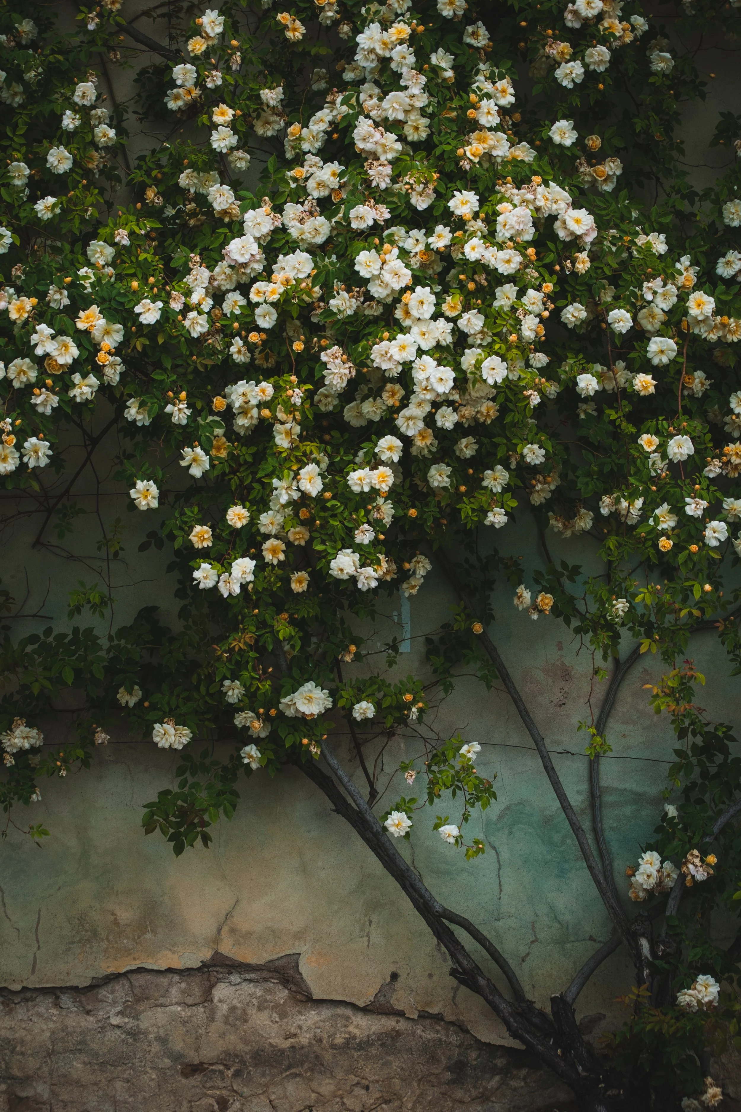 White flowering plant with dark green leaves growing on an old, weathered wall.