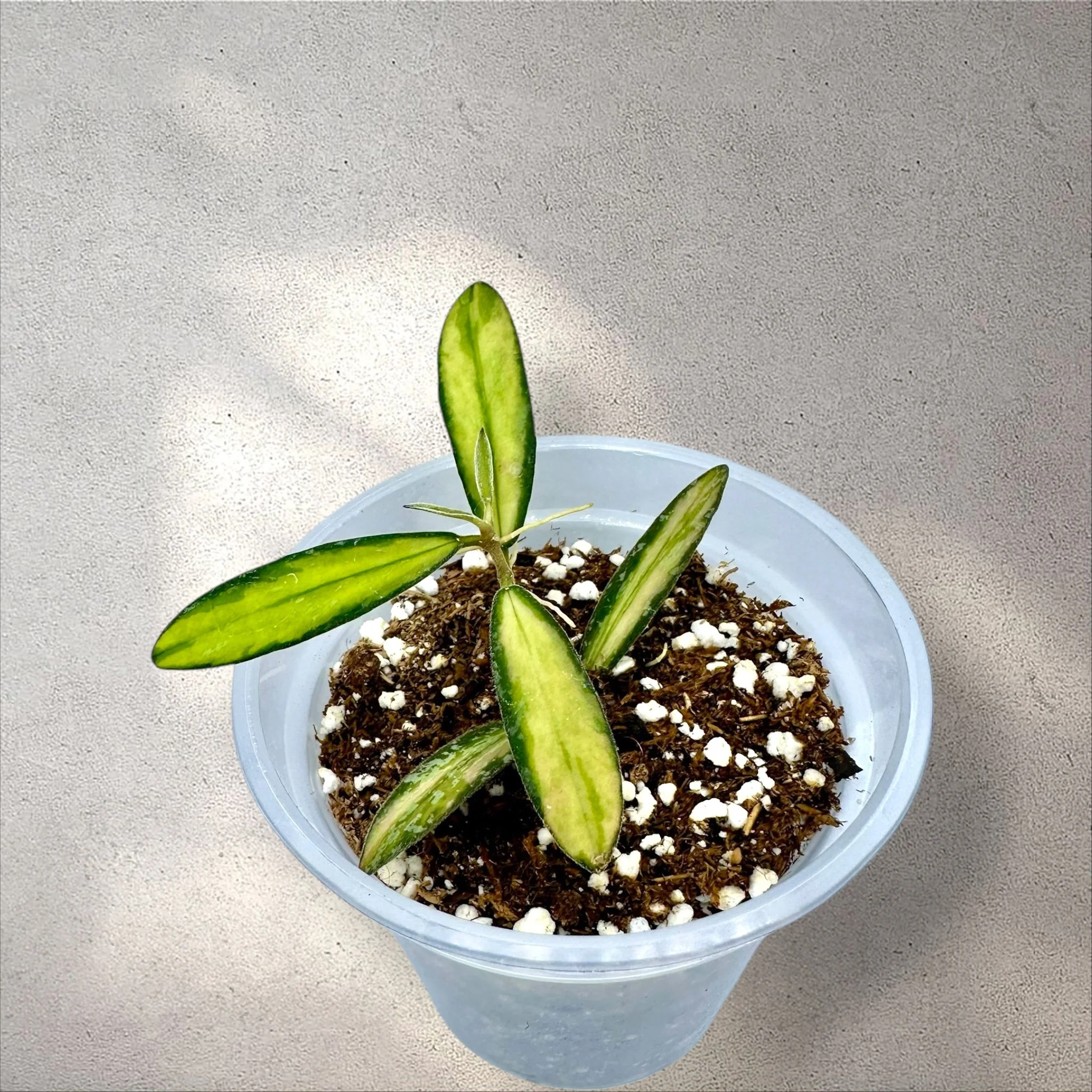Hoya Pulleana (IM-02) — Plant Positivity with Rowe
