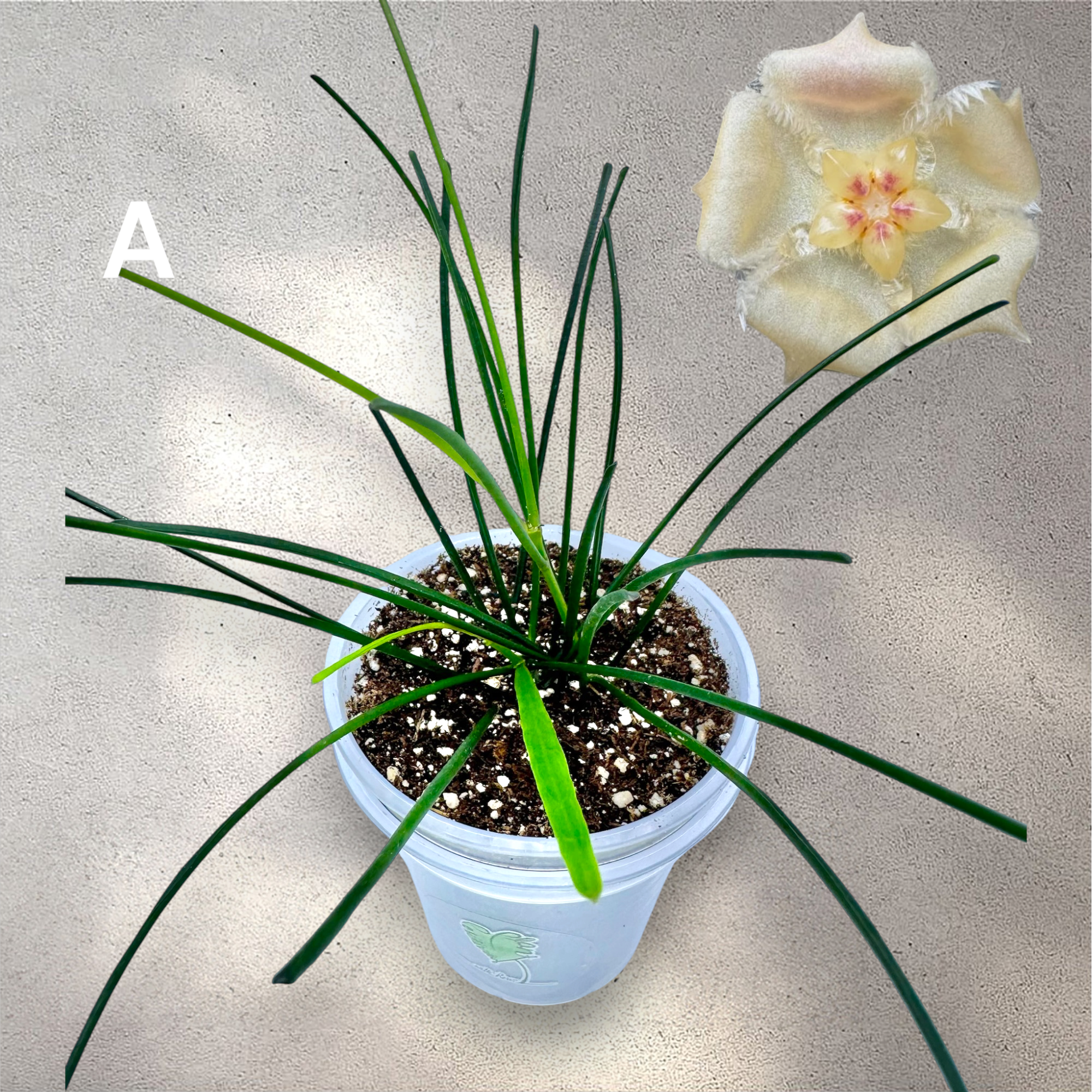 IMG_8582-Photoroom.PNG
