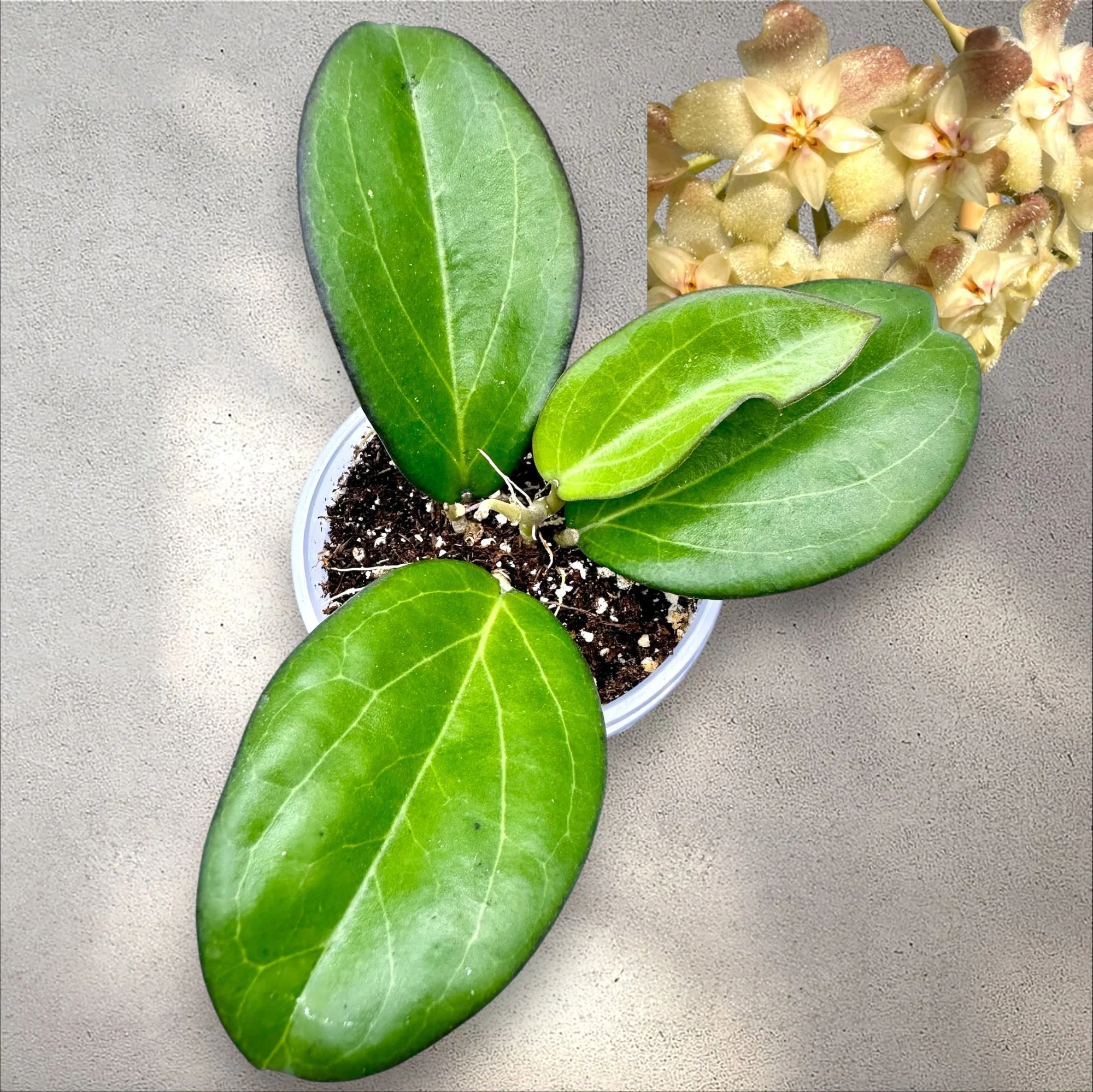 Hoya Maliksi (UPT Hybrid)