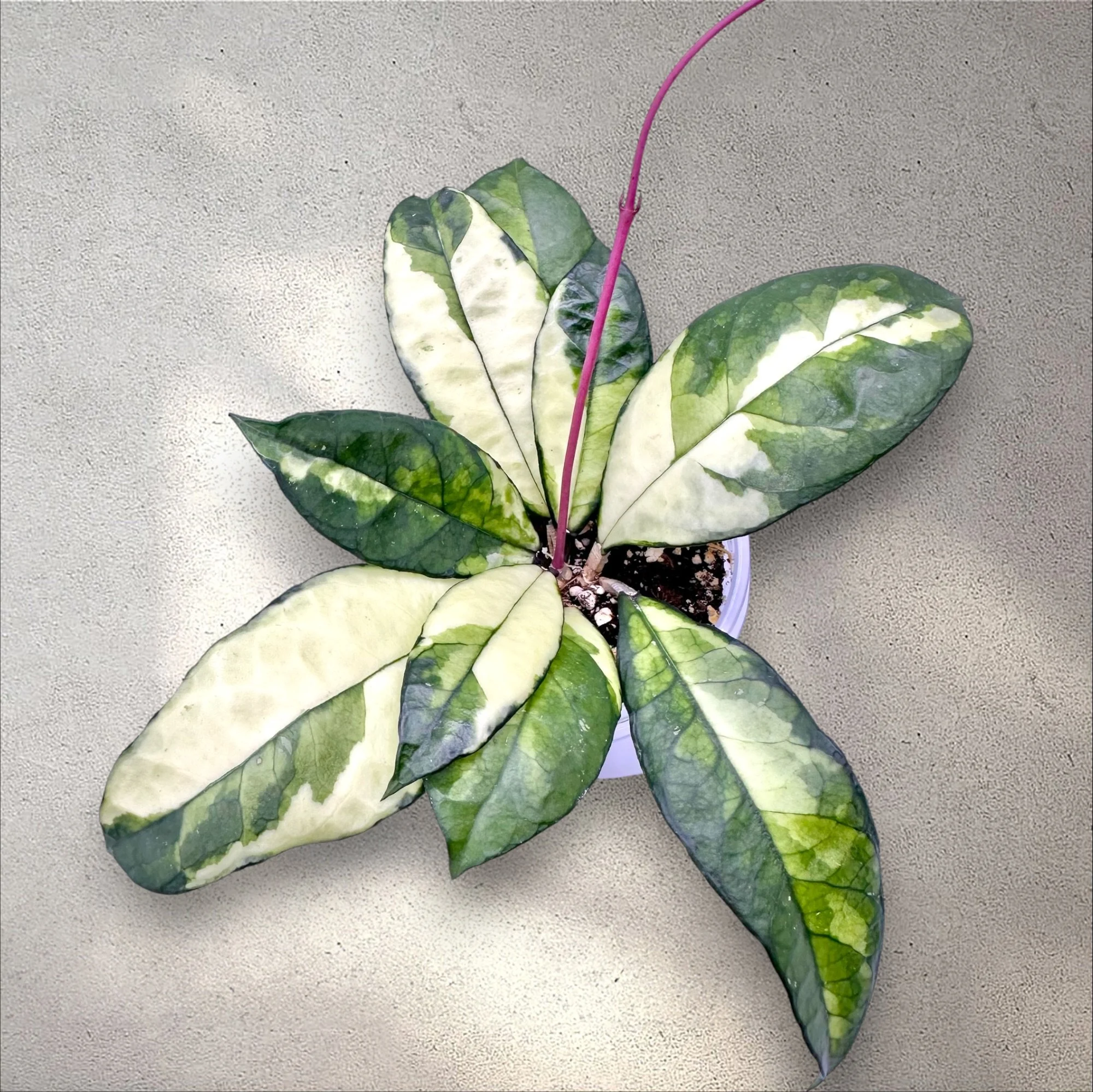 Hoya Crassiopetiolata Variegated (RARE) with stem growth
