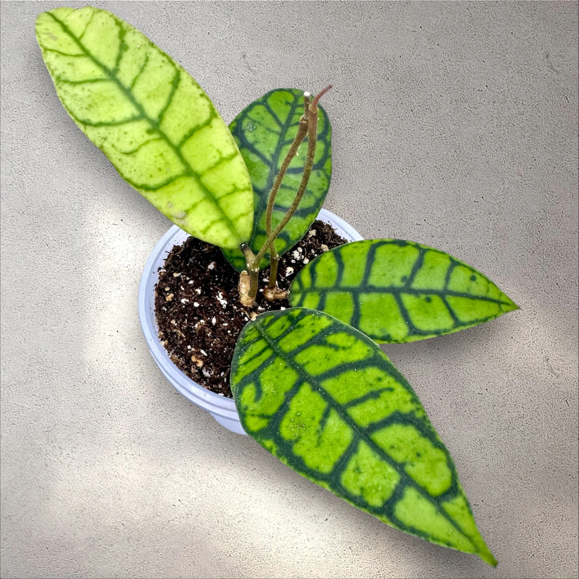 Hoya Callistophylla