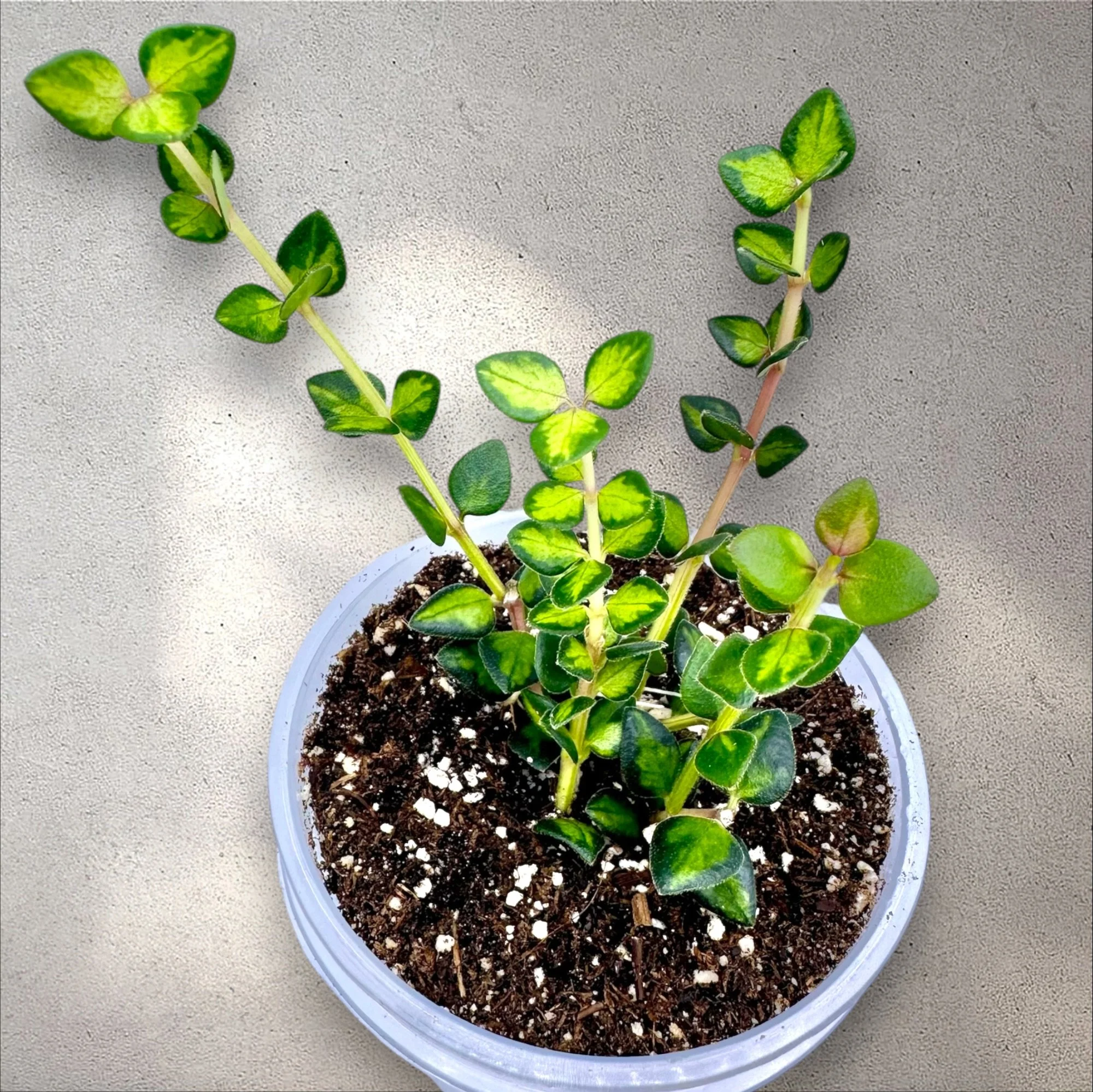 Hoya Chinghungensis Variegated