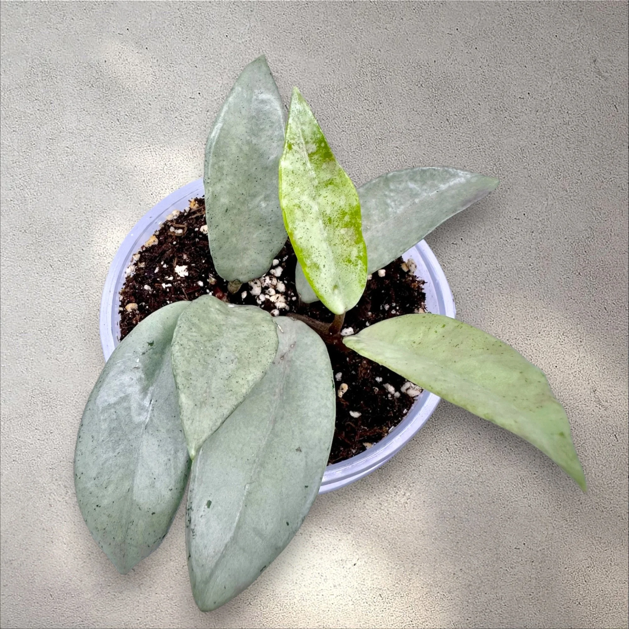 Hoya Wilbur Graves Super Silver
