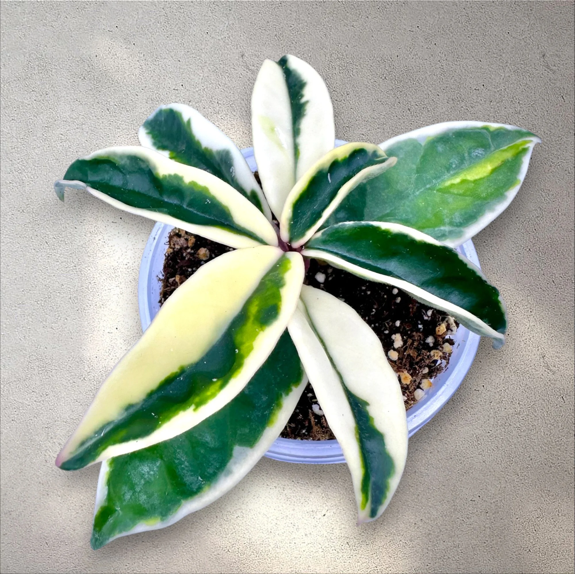 Hoya Suzie Q