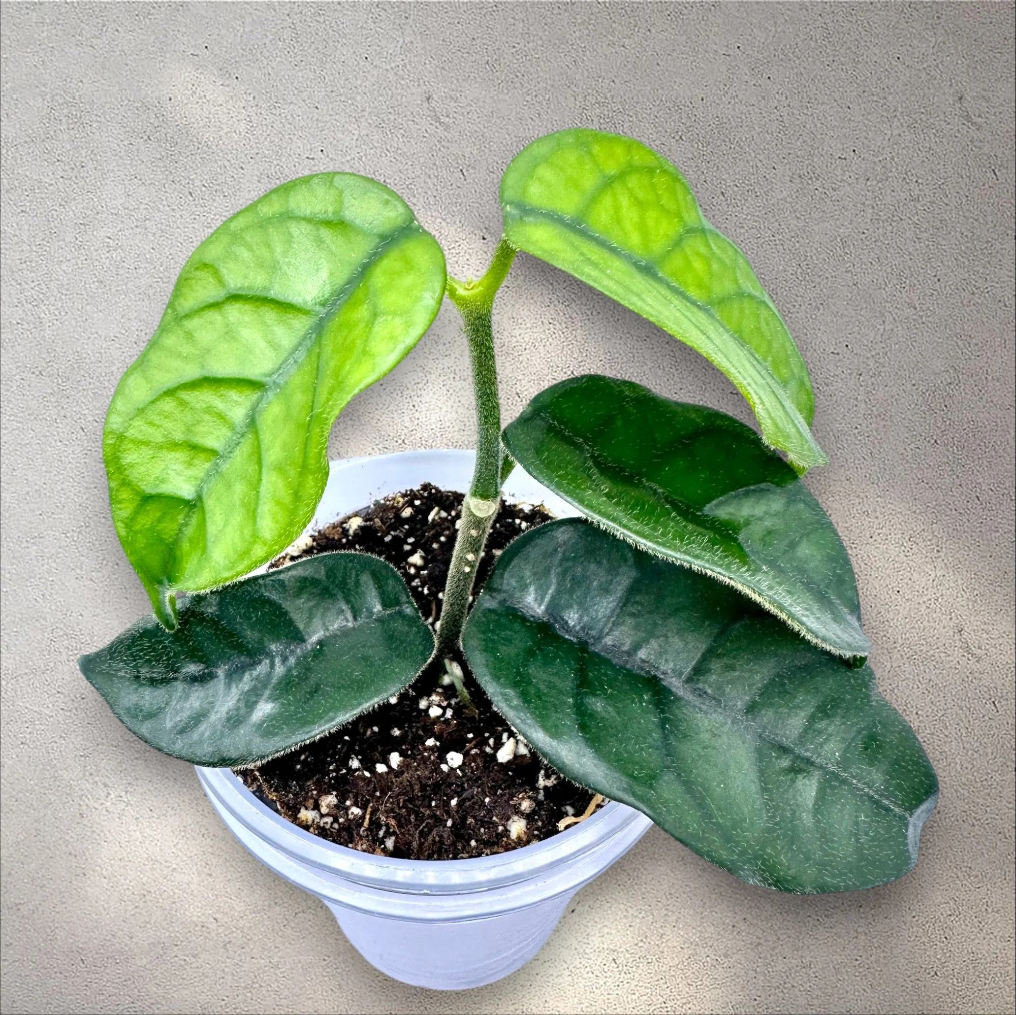 Hoya Villosa Cao Bang
