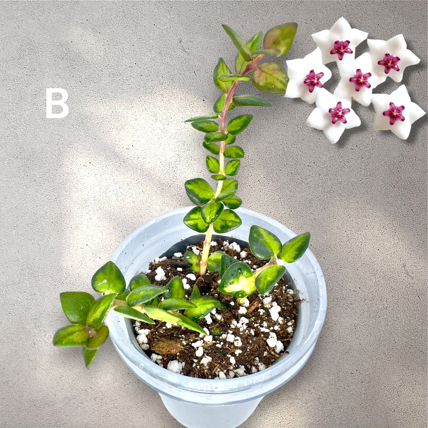Hoya Chinghungensis Variegated — Plant Positivity with Rowe