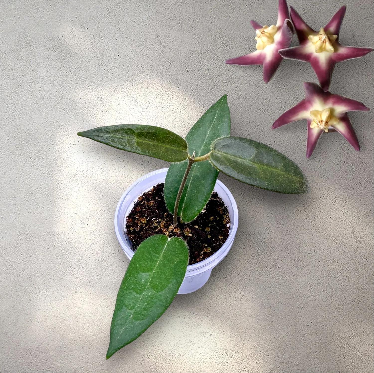 Hoya Stenakei Dark — Plant Positivity with Rowe