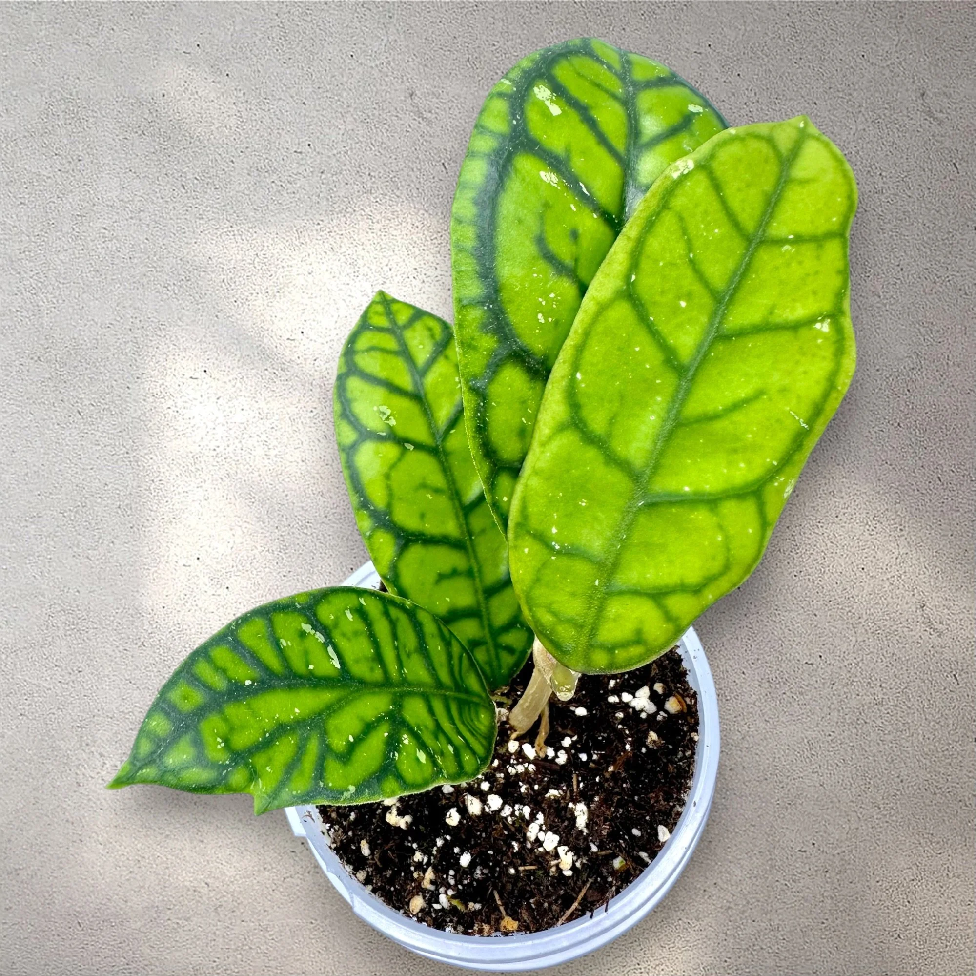 Hoya Callistophylla 'Vena'