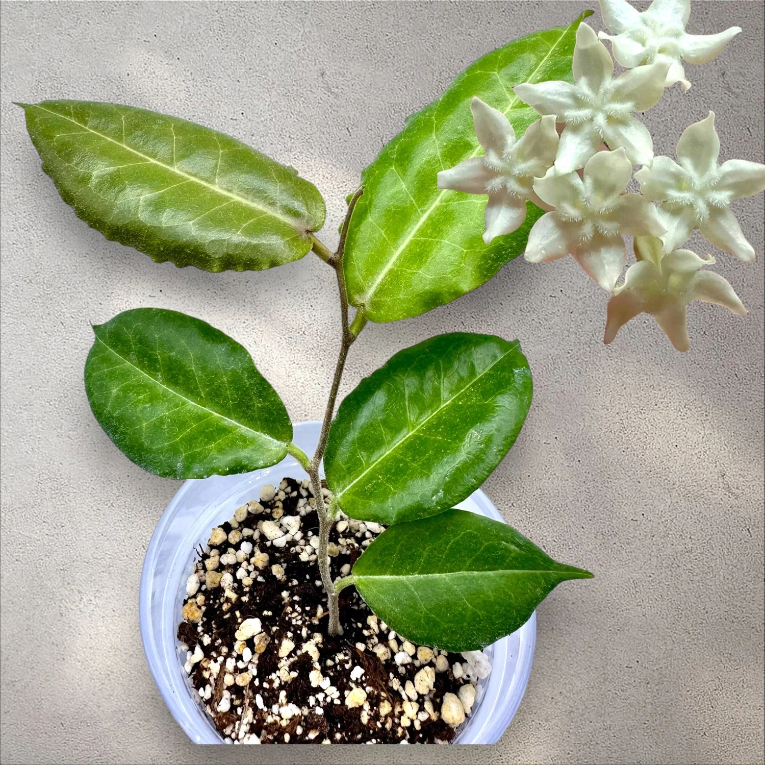 38-kt no HOYA　Glowbe Hoya 'Annakey' (MB 1291) – Unsolicited Plant Talks