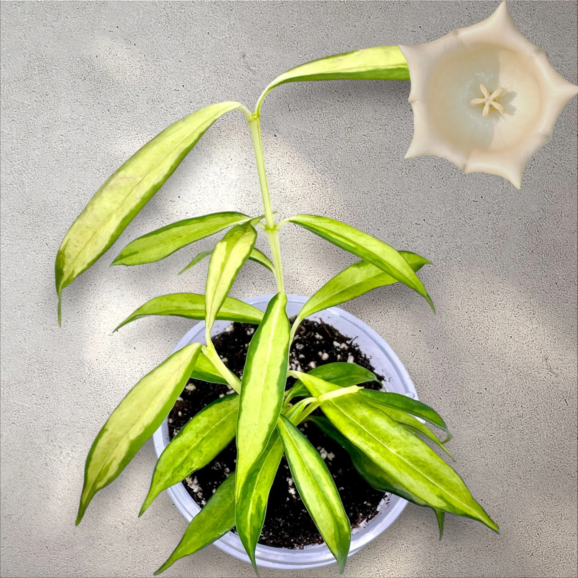 Hoya Yingjiangensis Variegated