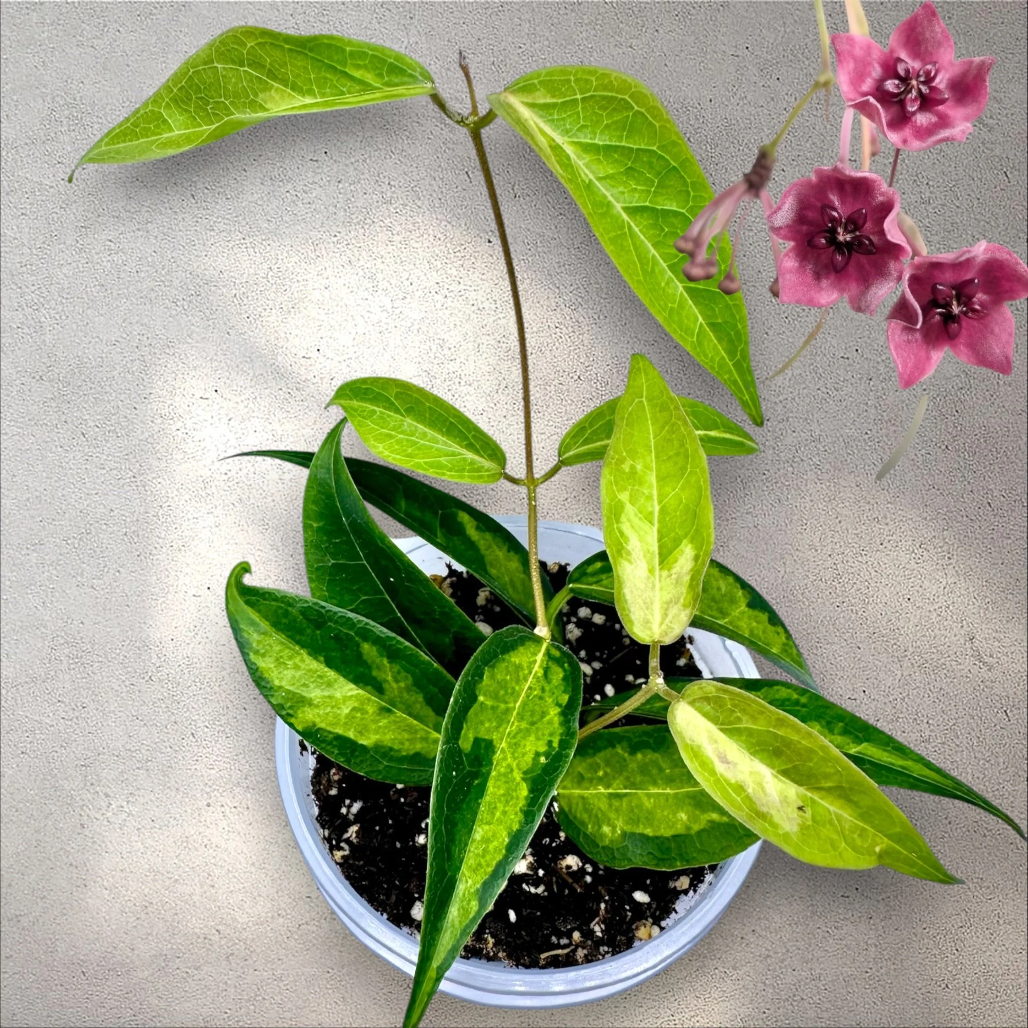 Hoya Dennisii 'Frida' Variegated