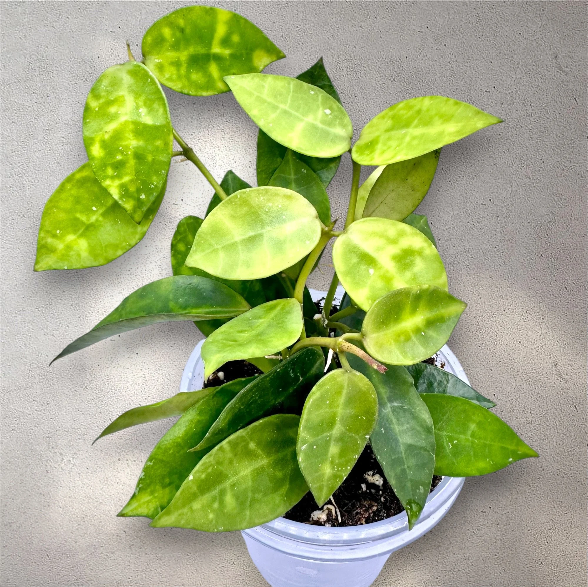 Hoya Lacunosa Amarillo