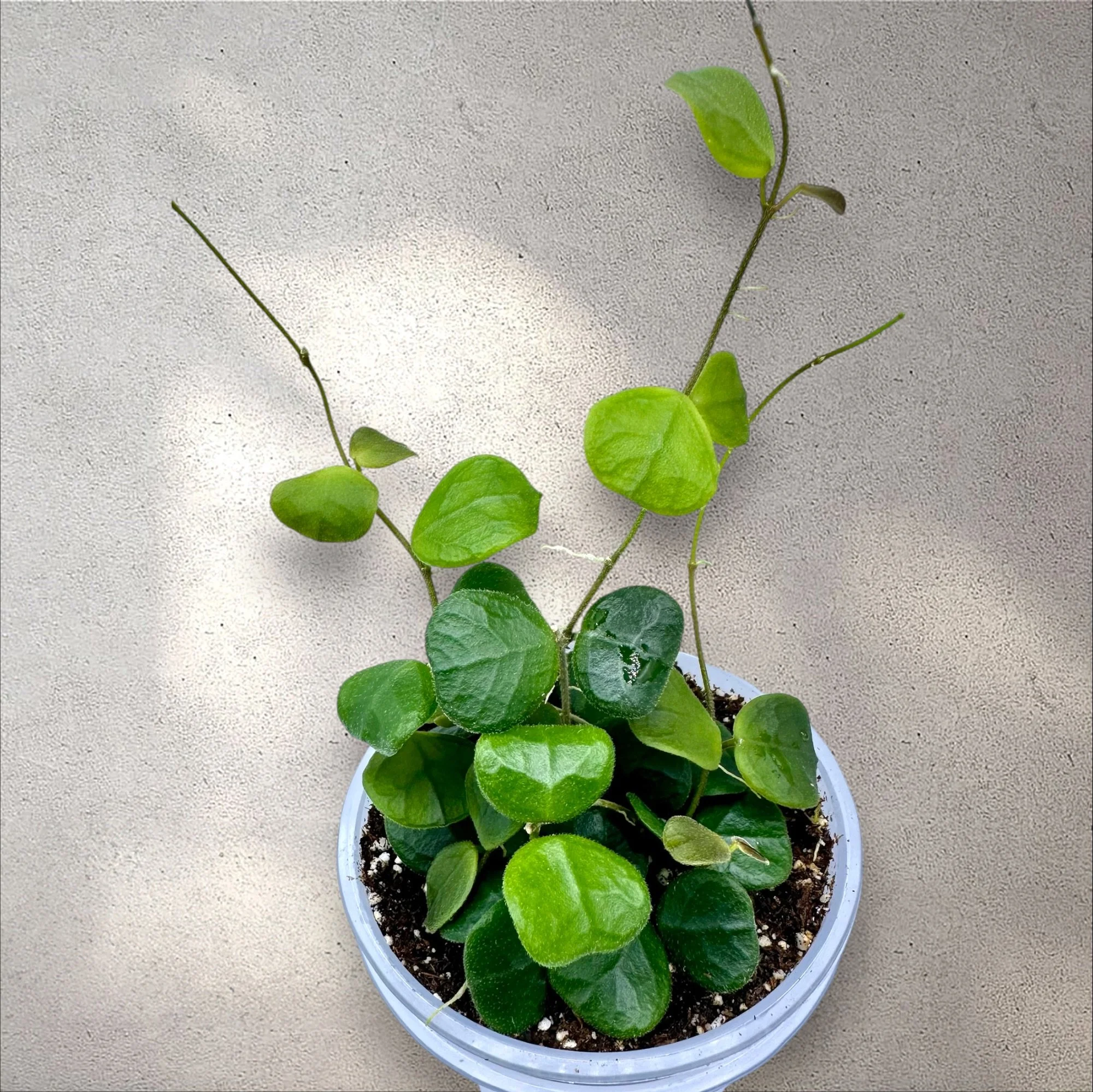 Hoya Obcordata