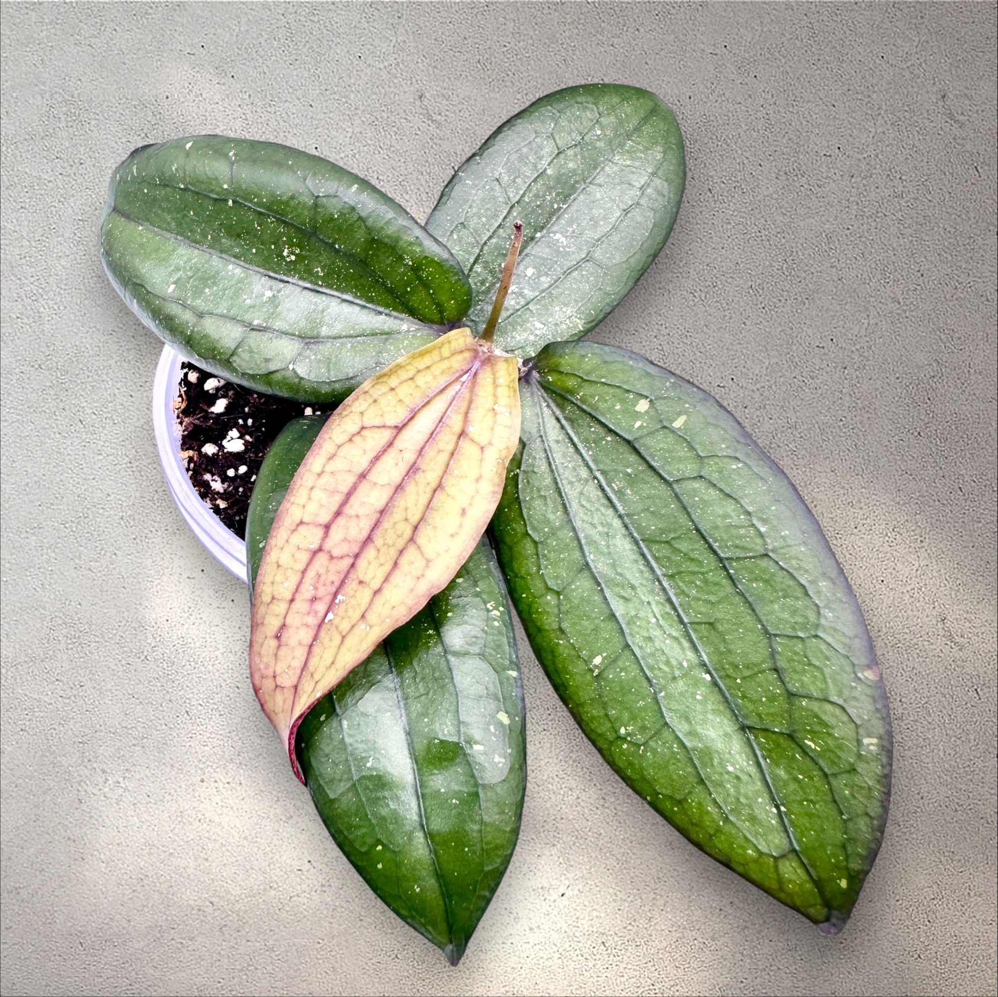 Hoya Erythrina ‘Bajo’