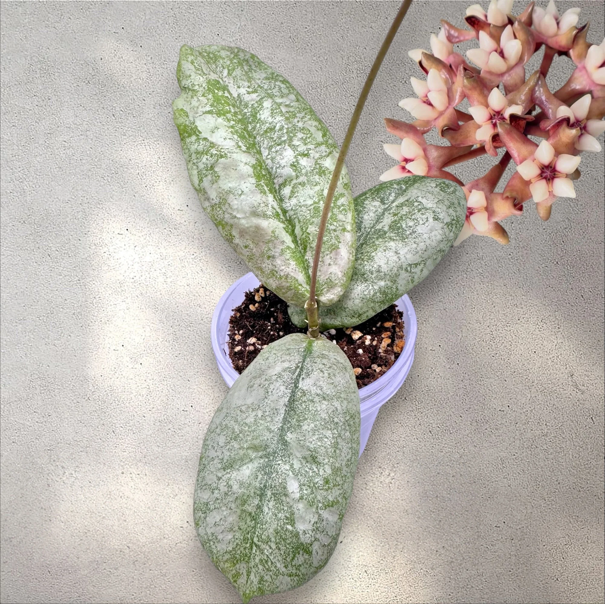 Hoya Mitrata Borneo Silver