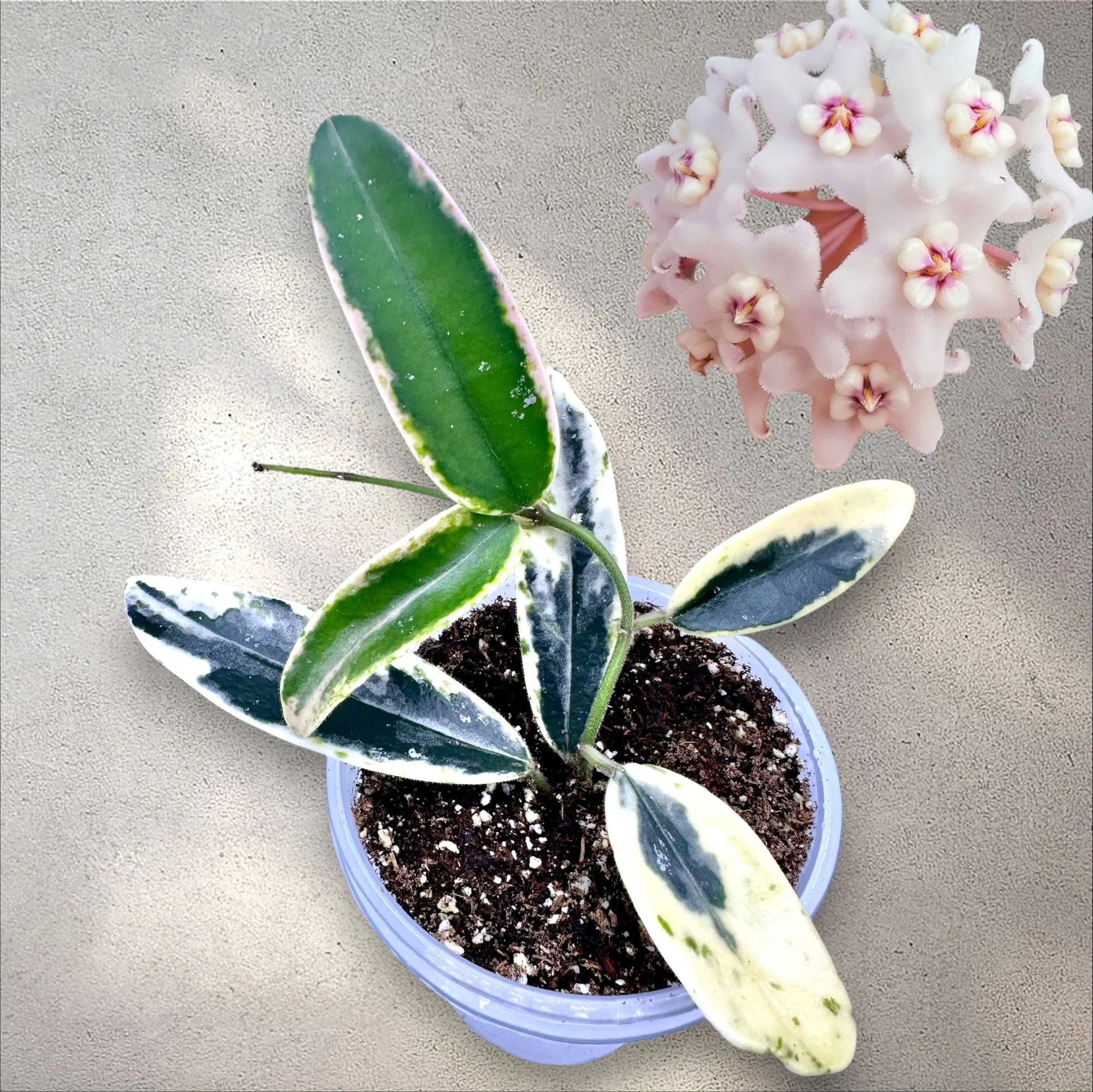 Hoya Lyi 'Prism' (RARE)