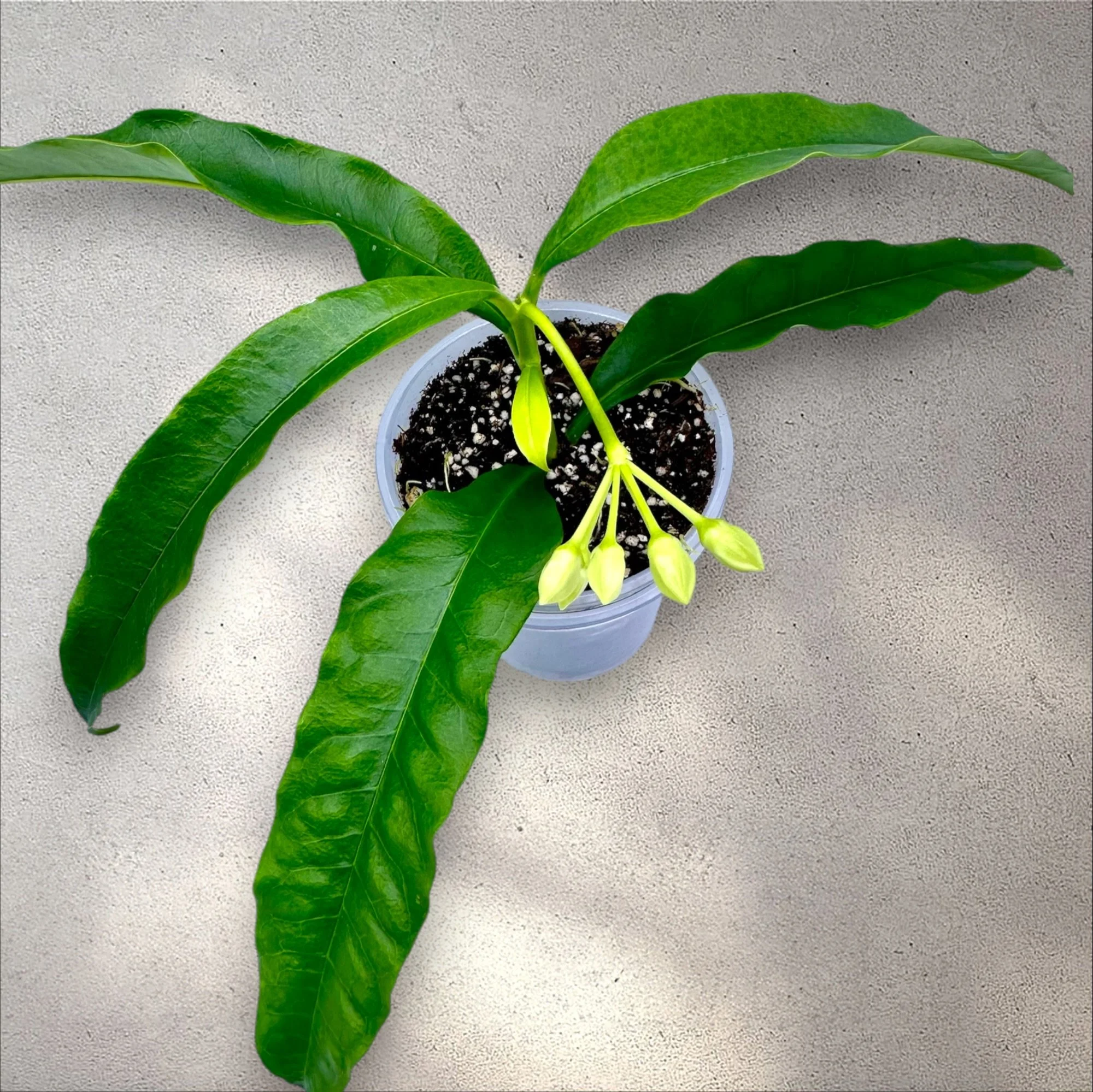 Hoya Irisiae (Yellow Flower)