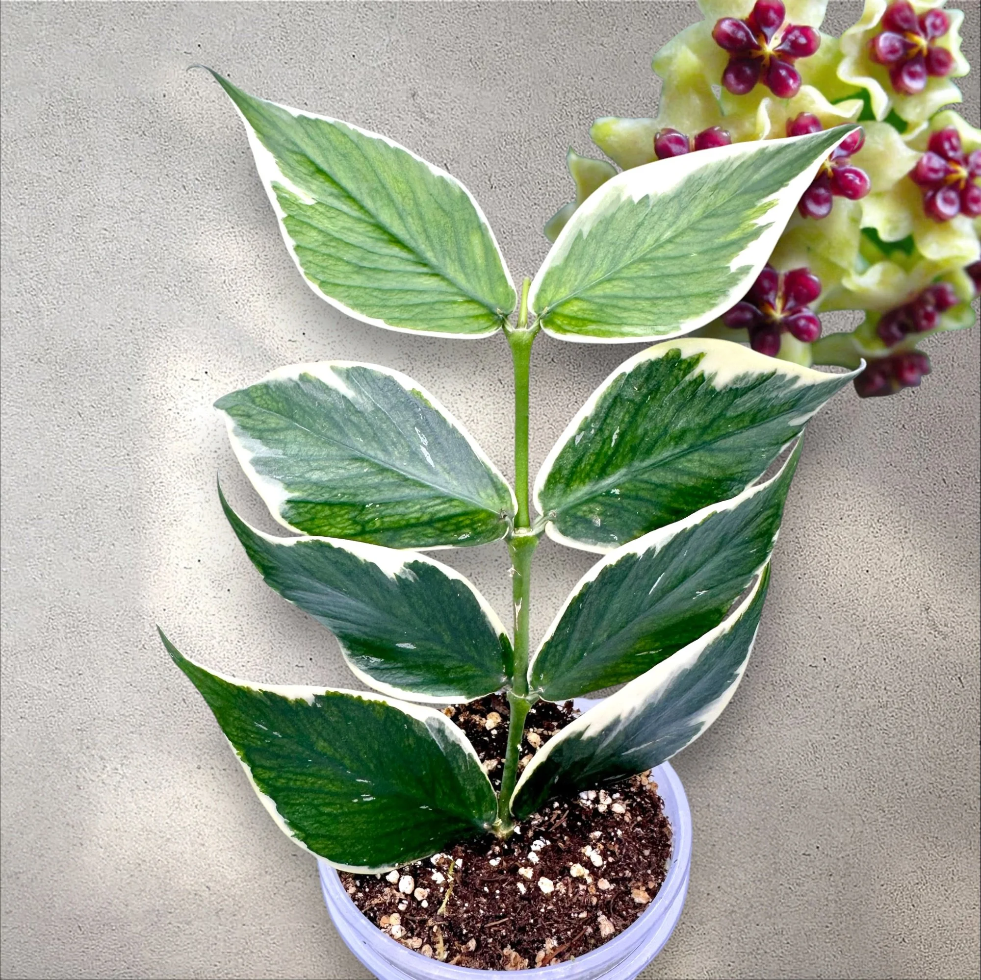 Hoya Polyneura Albomarginata  (Fishtail)