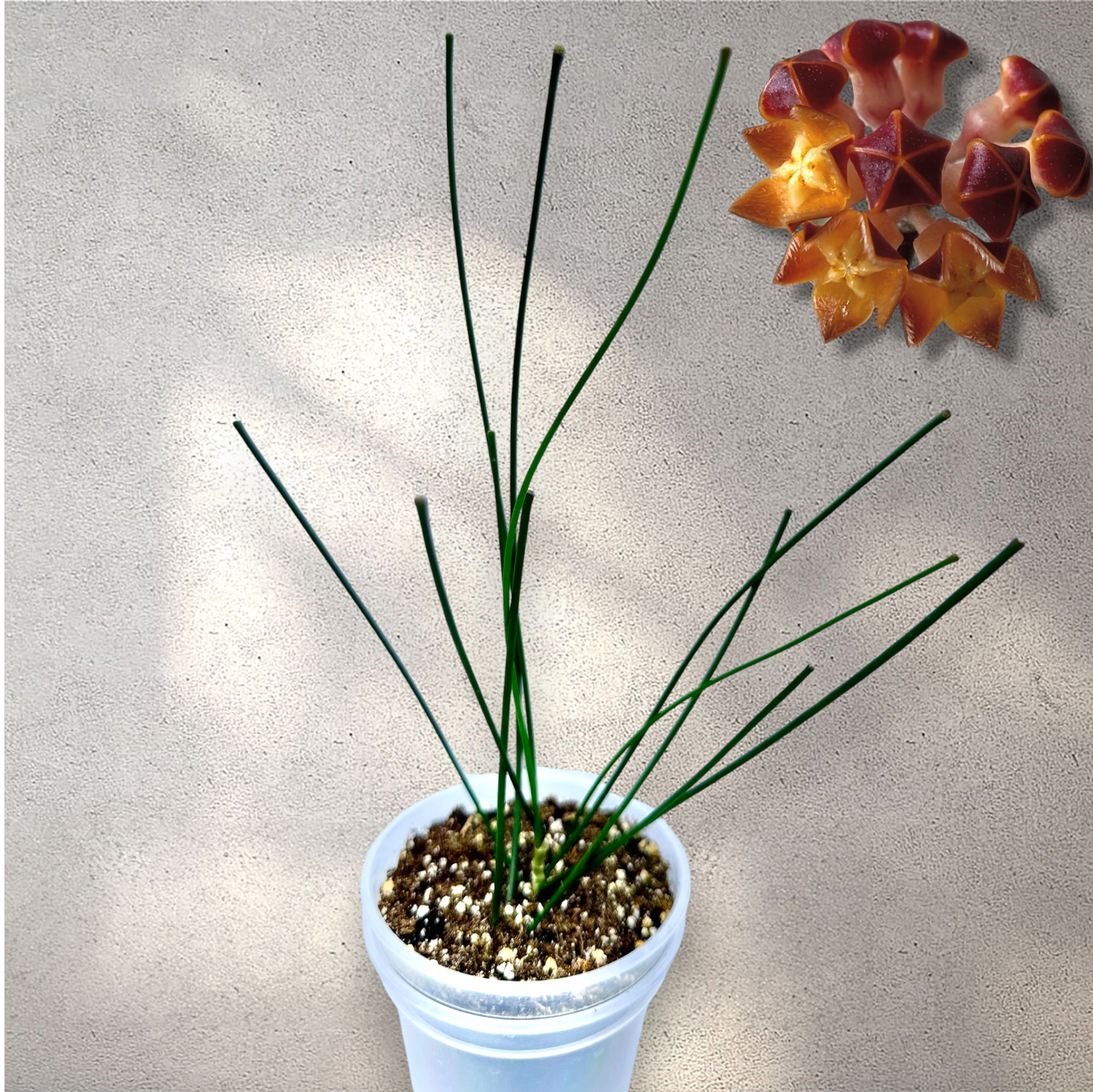 IMG_8369-Photoroom.PNG