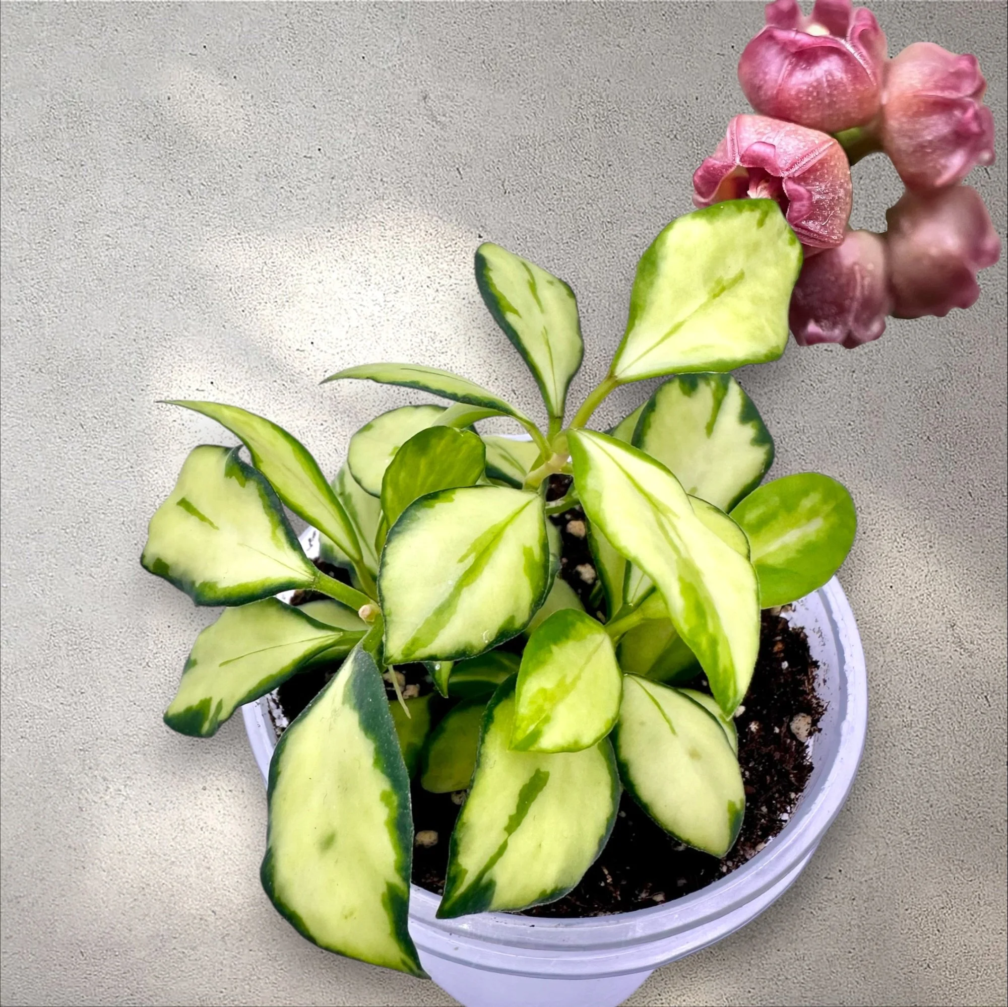 Hoya Heuschkeliana Variegated